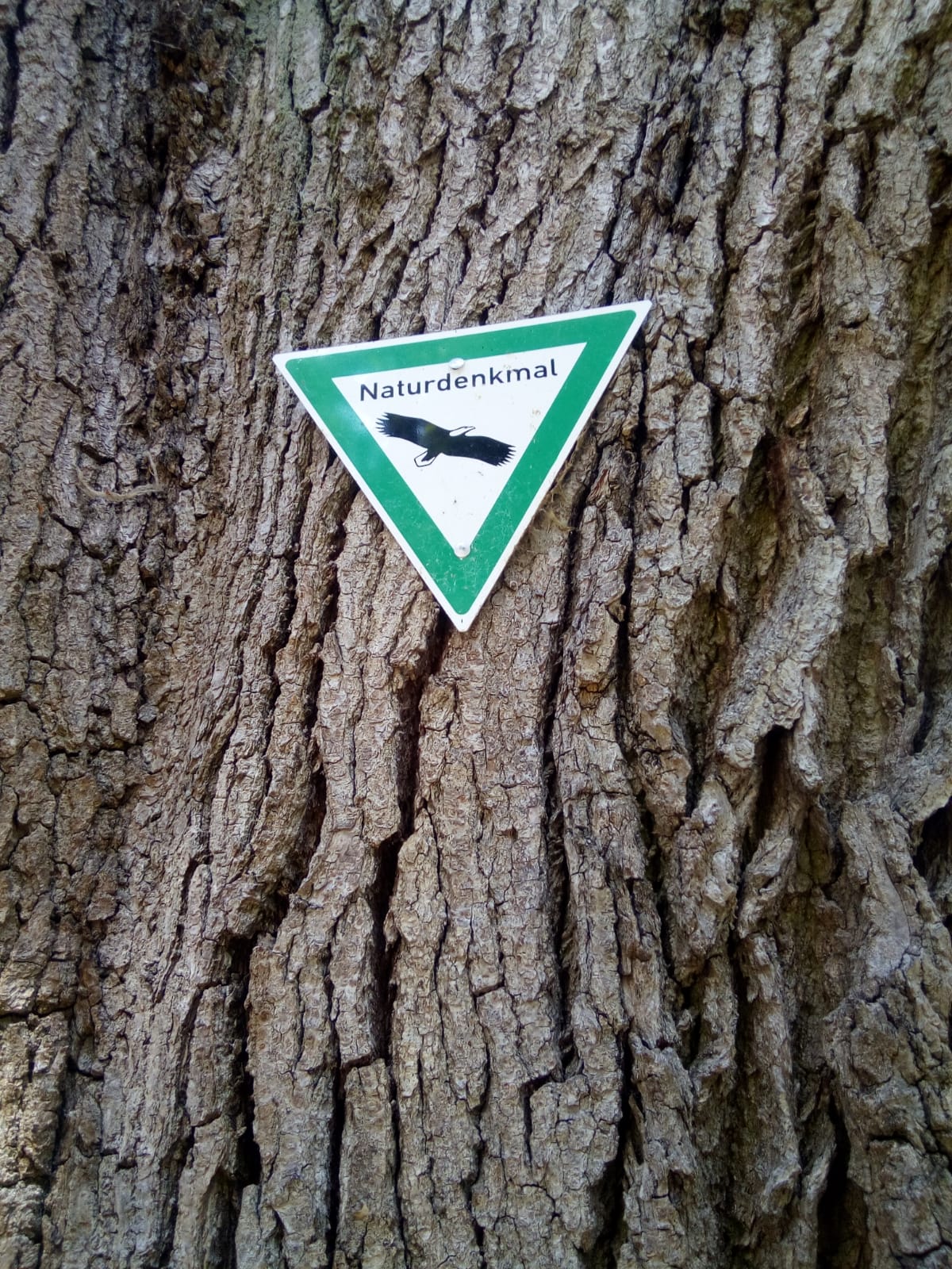 Alter geschützter Baum als Naturdenkmal. Baumkontrolle bei Naturdenkmälern. alte Bäume kontrollieren, Veteranenbäume, Erhalt alter Bäume, Verkehrssicherheit Naturdenkmal, Habitatbaum kontrollieren.