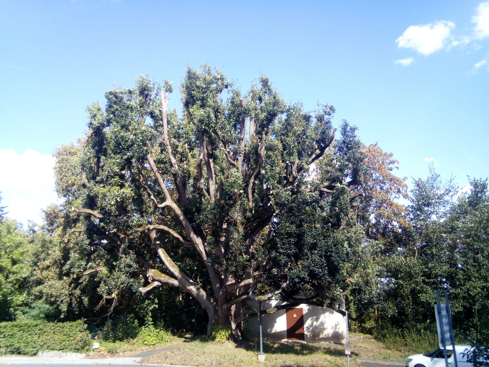 Alter Baum mit ausgeprägten Veteranenmerkmalen. aumhöhlen und Artenschutz, Totholz alter Baum, eingehende Untersuchung, schonende Baumpflege, historische Bäume, Baumdenkmal kontrollieren.
