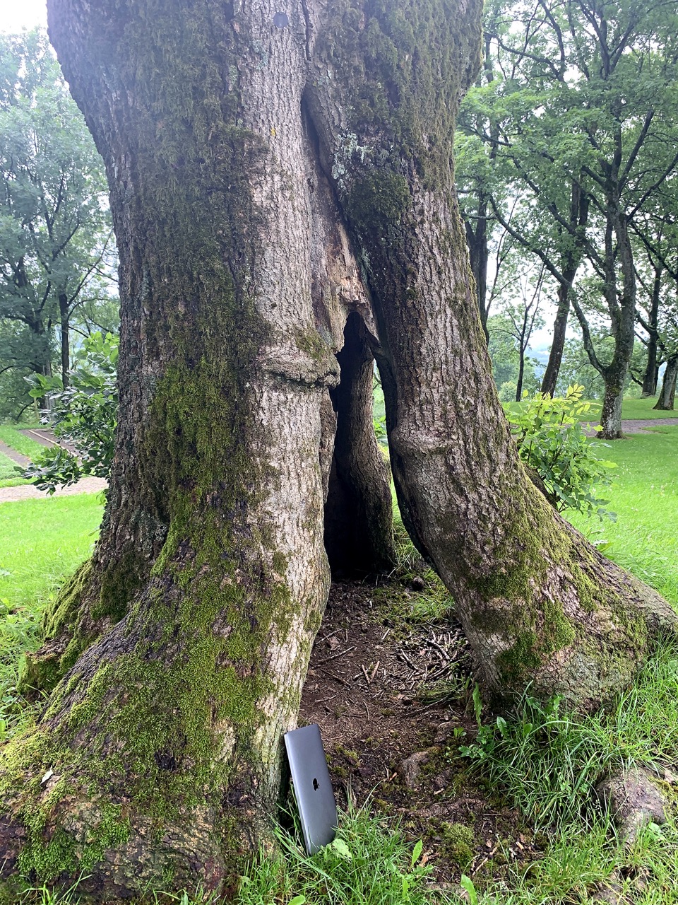 Baumkontrolle am Stammfuß und an den Wurzelanläufen. Verkehrssicherung Wald, Baumkontrollrichtlinie, Kontrollbereich bei Baumkontrollen.