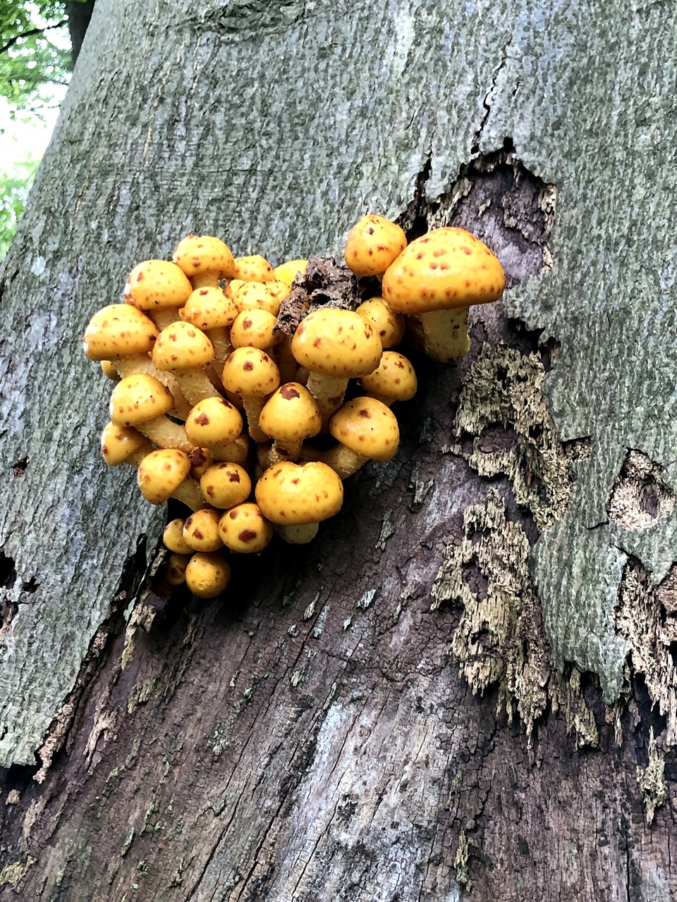 Stamm mit Totholz in einem waldähnlichen Bestand. Vereinfachtes Kontrollverfahren, vereinfachte Baumkontrolle Wald, Baumkontrolle waldähnlicher Bestand, Negativkontrolle Bäume, Zonierung bei Baumkontrollen, Verkehrssicherung im Parkwald