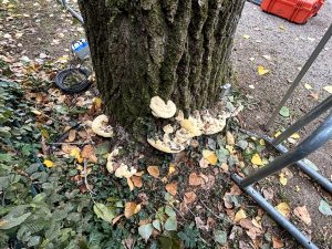 Pilzbefall am Stamm. Kronenansatz defekte Wurzelanläufe Biomechanik Baum. Grenzen der VTA Methode (Visual Tree Assessment). Baumkontrolle Sachverständiger.