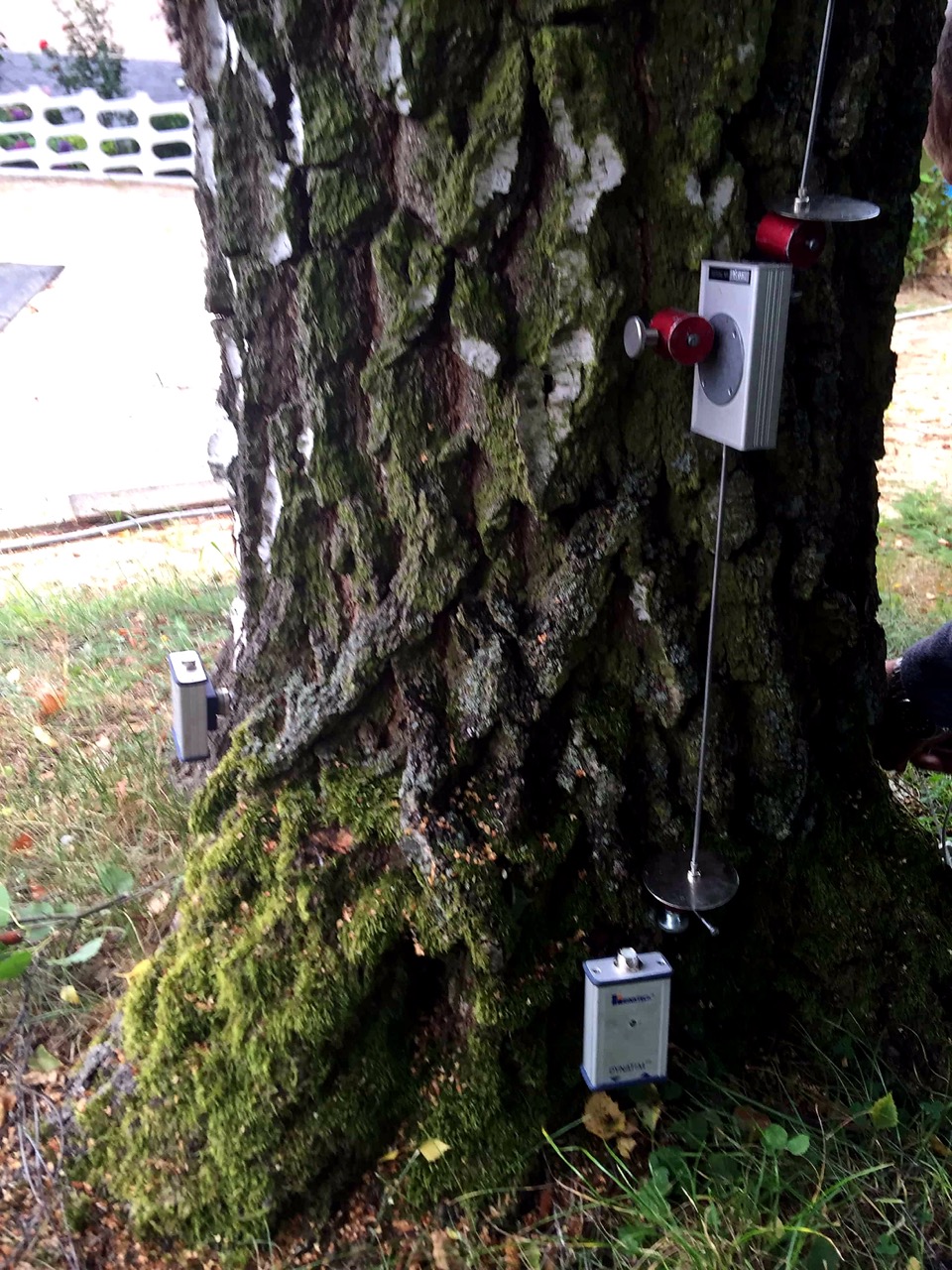 Stammgabel und Astansatz eines alten Baumes als sichtbarer Befund der Baumuntersuchung. Baumstatischer Zugversuch, Zugversuch Baum Standsicherheit Baum prüfen Bruchsicherheit Baum.