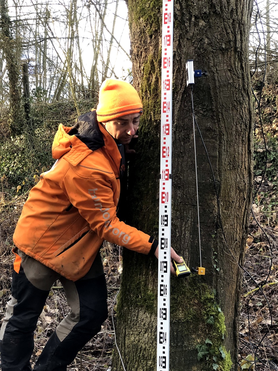 Wurzelanlauf eines alten Baumes zur Beurteilung der Verankerung. Baumdiagnostik Verfahren Zugprüfung Baum Zugversuch Baum Kosten, Zugversuch Baum Sachverständiger.