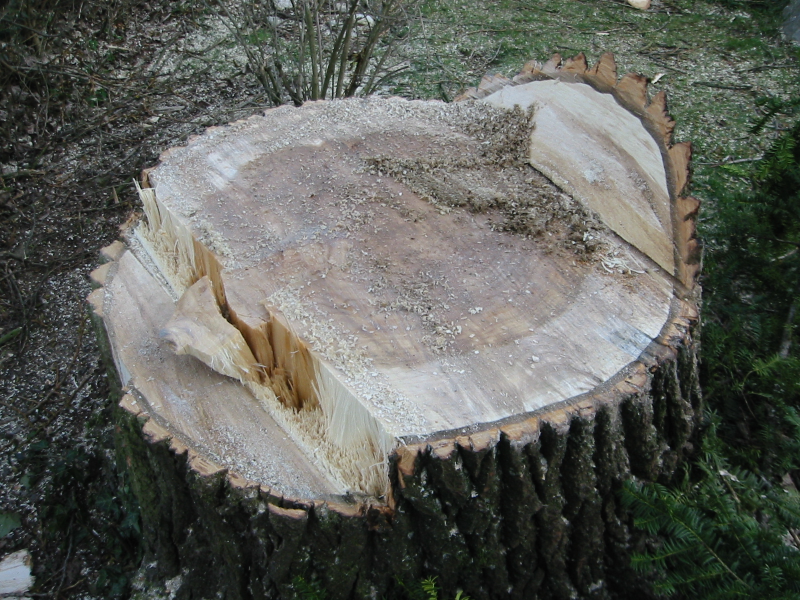 Jahresringe auf einer Stammscheibe zur Bestimmung des Baumalters. Alter von Bäumen bestimmen Baumalter bestimmen, Jahresringe zählen Bohrkern Baum.