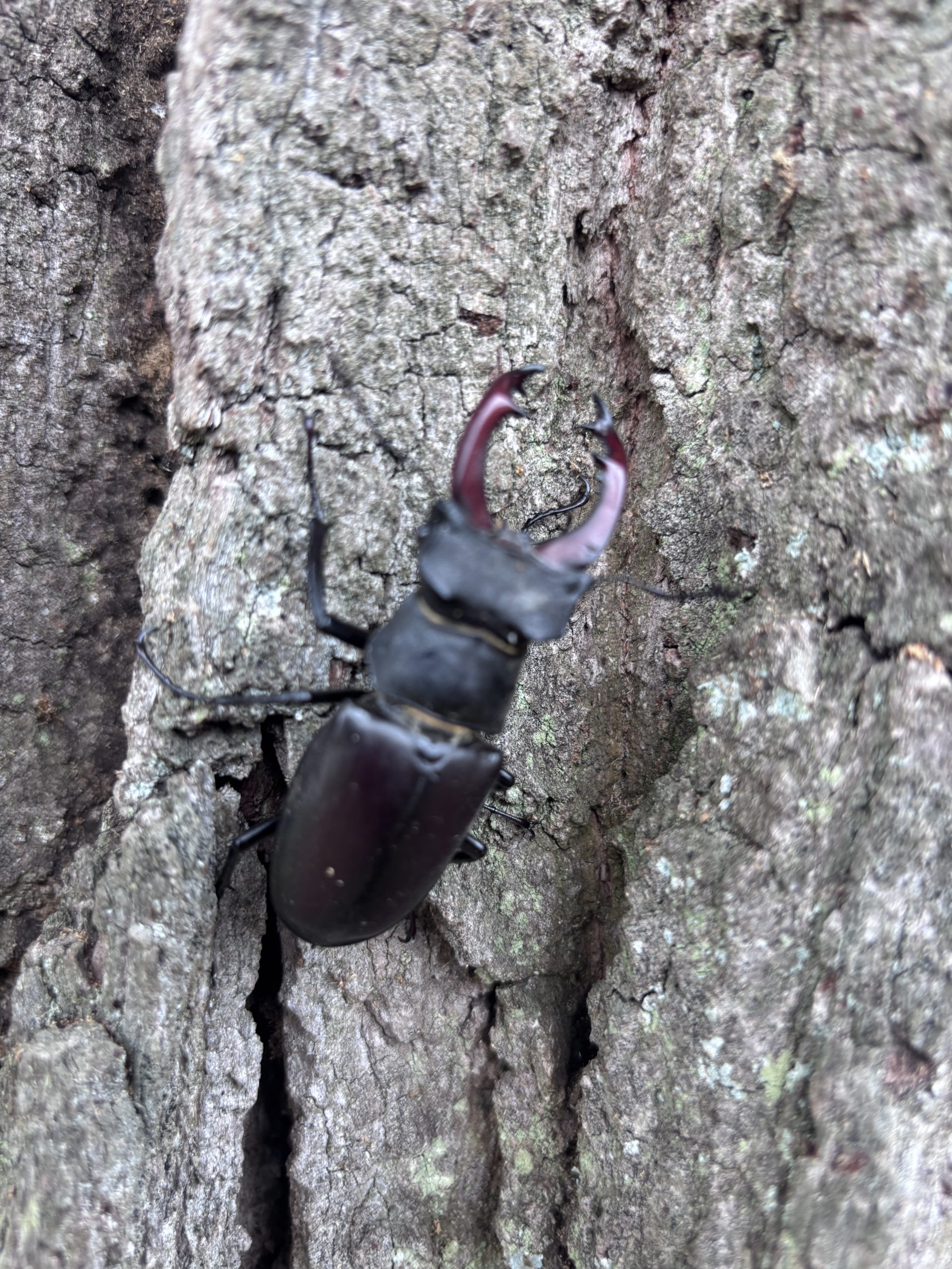Hirschkäfer Lucanus cervus am Schloß Dehrn bei Limburg. Artenschutz in der Baumpflege, geschützte Arten, Brutstätten in Bäumen, Baumhöhlen und Artenschutz.