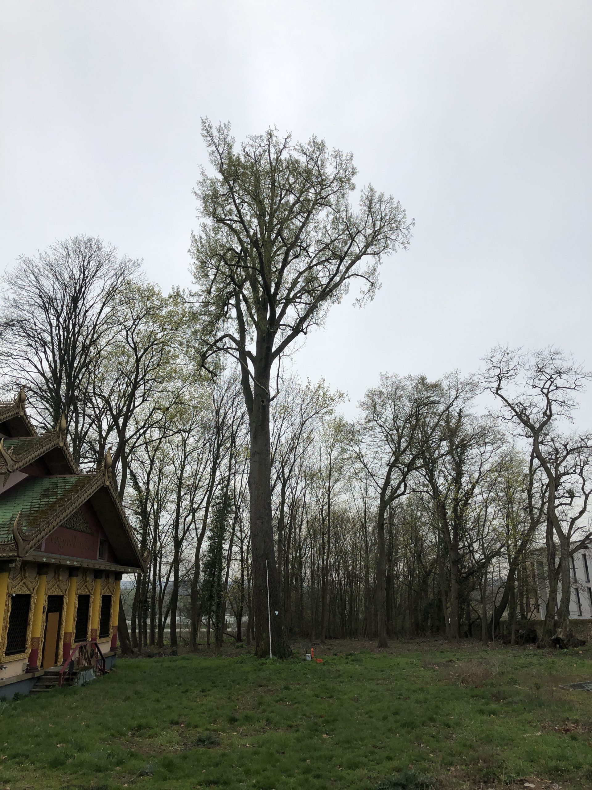 Alter Baum mit Höhlung und strukturreichem Stamm. besondere Baumkontrolle, Erhaltungsmaßnahmen Baum, Artenschutz alte Bäume, Naturdenkmal Baum kontrollieren, alte Bäume verkehrssicher halten.