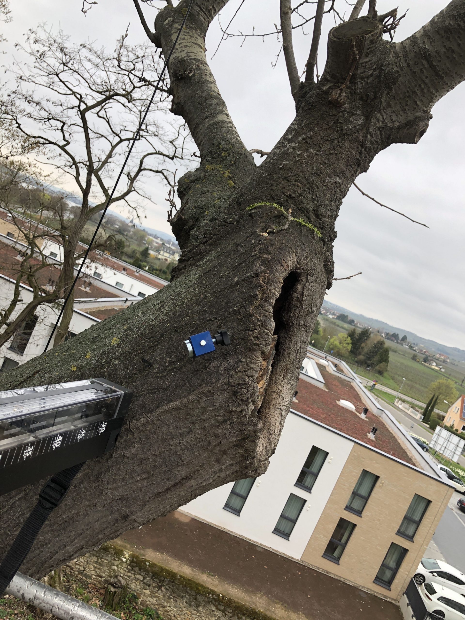 Stamm eines alten Baumes als Grundlage einer fachlichen Altersabschätzung. Alter alter Bäume bestimmen, Baumalter mit Stammumfang Baumalter mit Bohrkern.