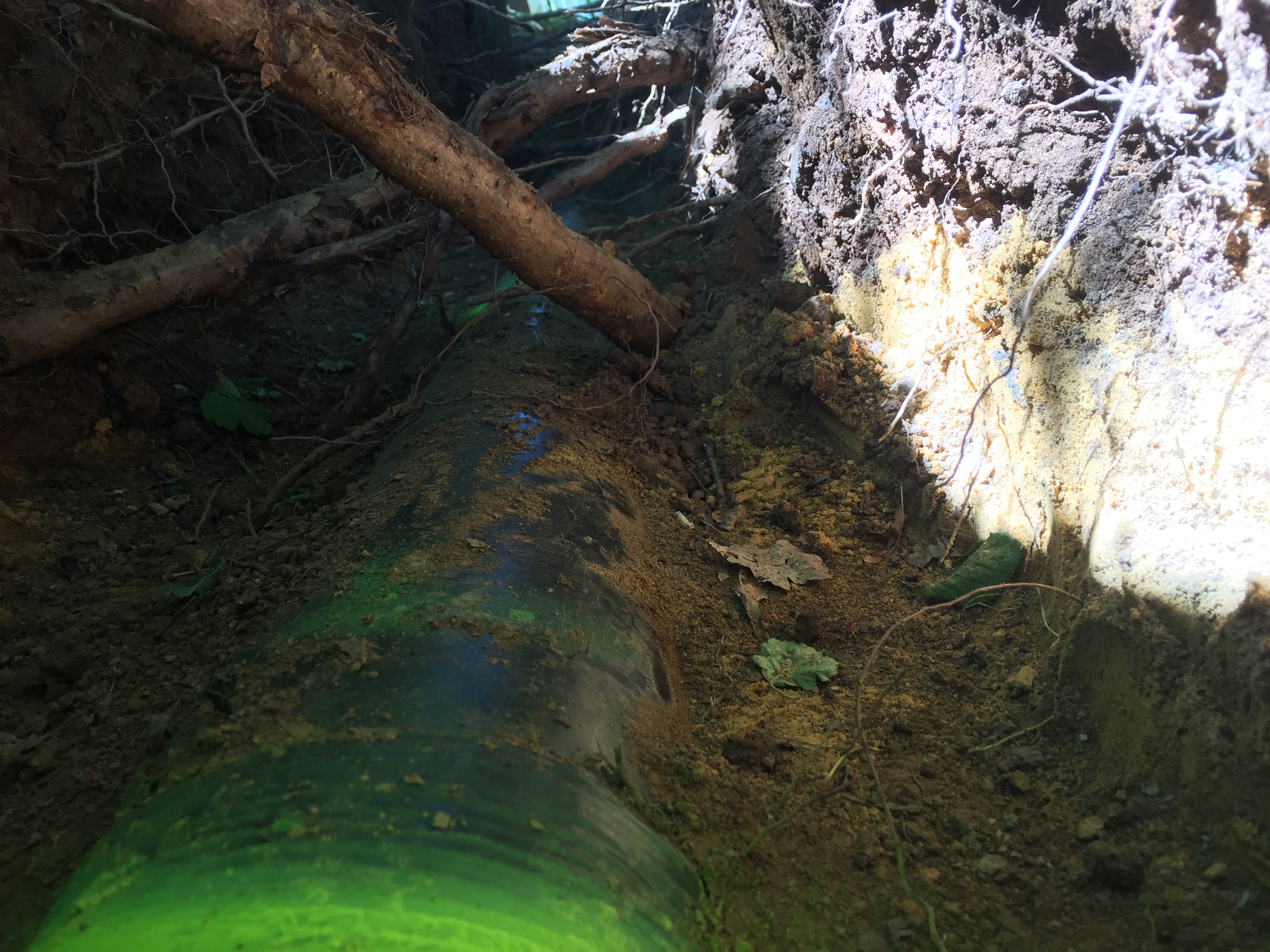 Freigelegte Baumwurzeln im Bereich einer unterirdischen Gasleitung bei Leitungsarbeiten