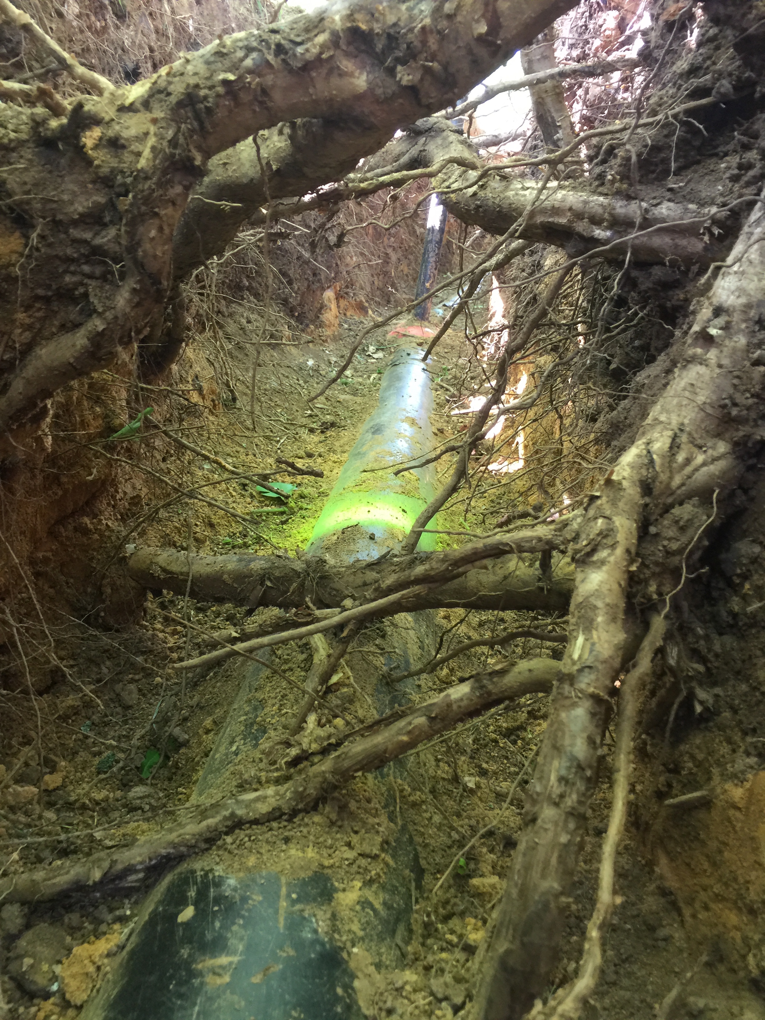 Baumwurzeln Gasleitung, Gasleitung Wurzelschaden, Leitungszone im Wurzelraum, Schutzabstand Baum Leitung, Wurzelraum an Versorgungsleitungen, Tiefbau Baumschutz, Netzbetreiber und Baumschutz, Rohrleitung und Baum, Wurzelschutz.
