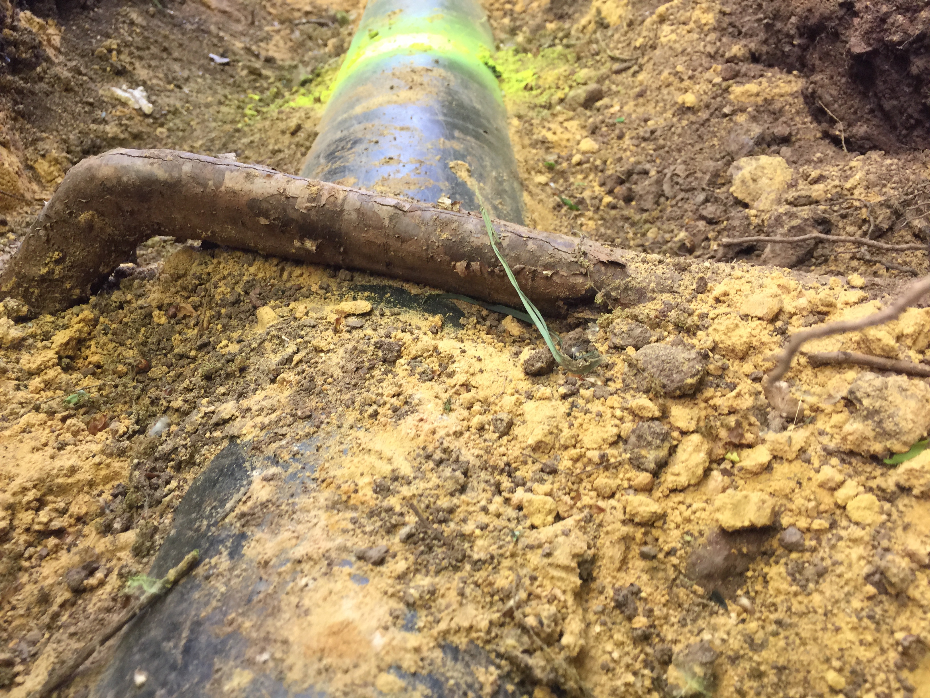 Baumwurzeln und Energieversorgungsnetze