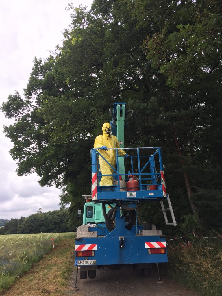 Fachgerechte Entfernung von Nestern des Eichenprozessionsspinners