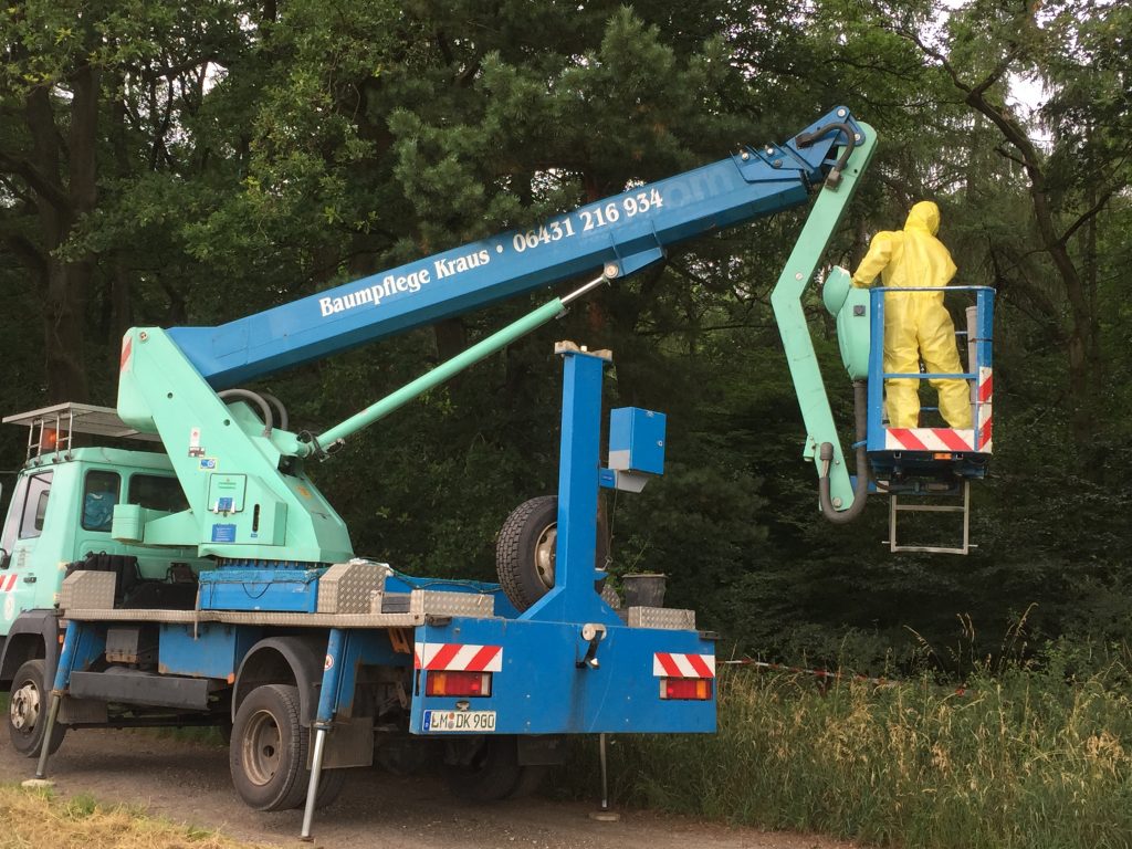 Eichenprozessionsspinner in Schutzausrüstung auf Hubarbeitsbühne