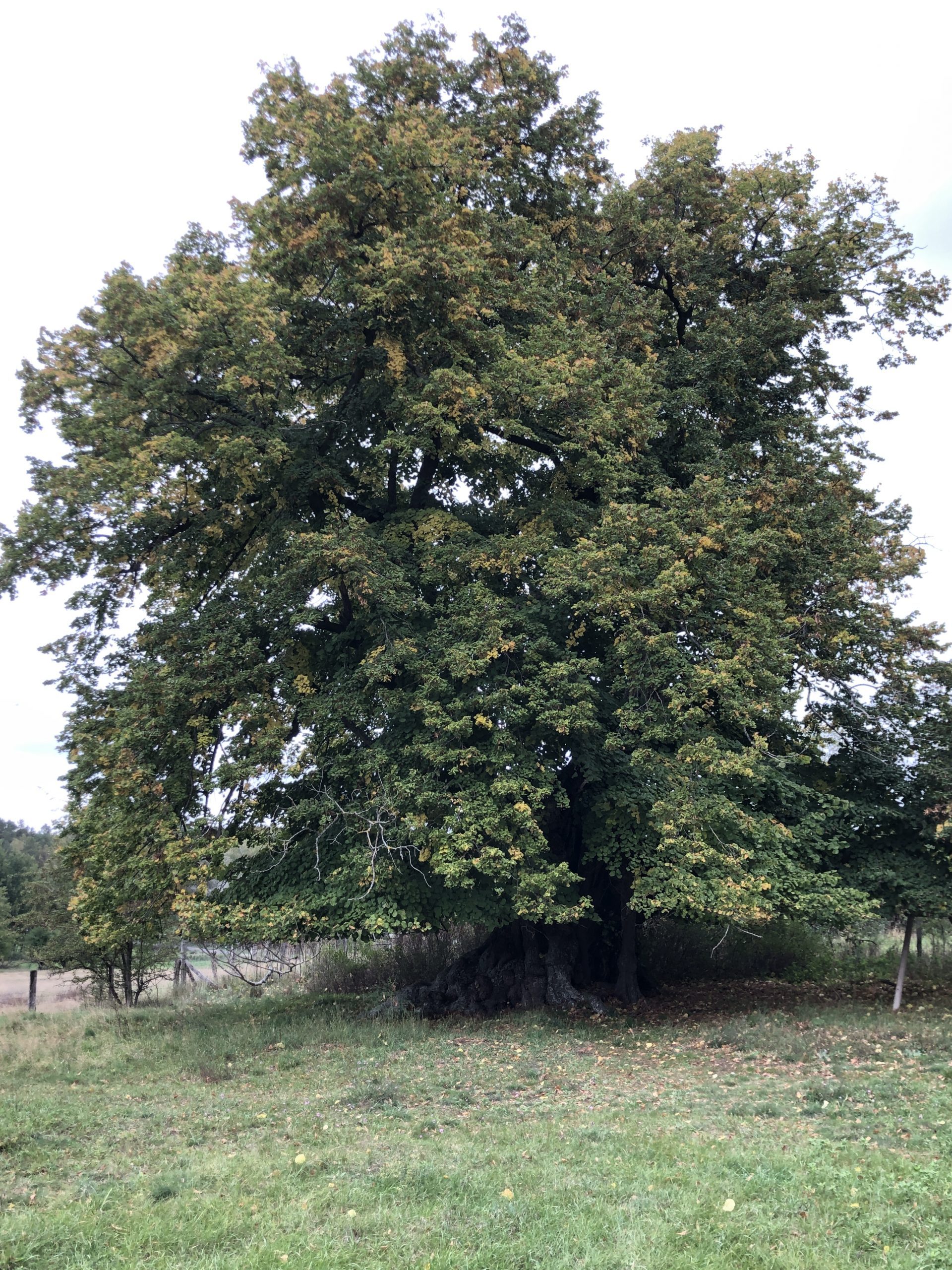 Alter Baum zur Altersabschätzung anhand von Habitus und Stammumfang. Pflanzjahr ermitteln, historische Quellen zum Baumalter Altersbestimmung Gehölze Baumalter schätzen, Baumalter ohne Fällen bestimmen.