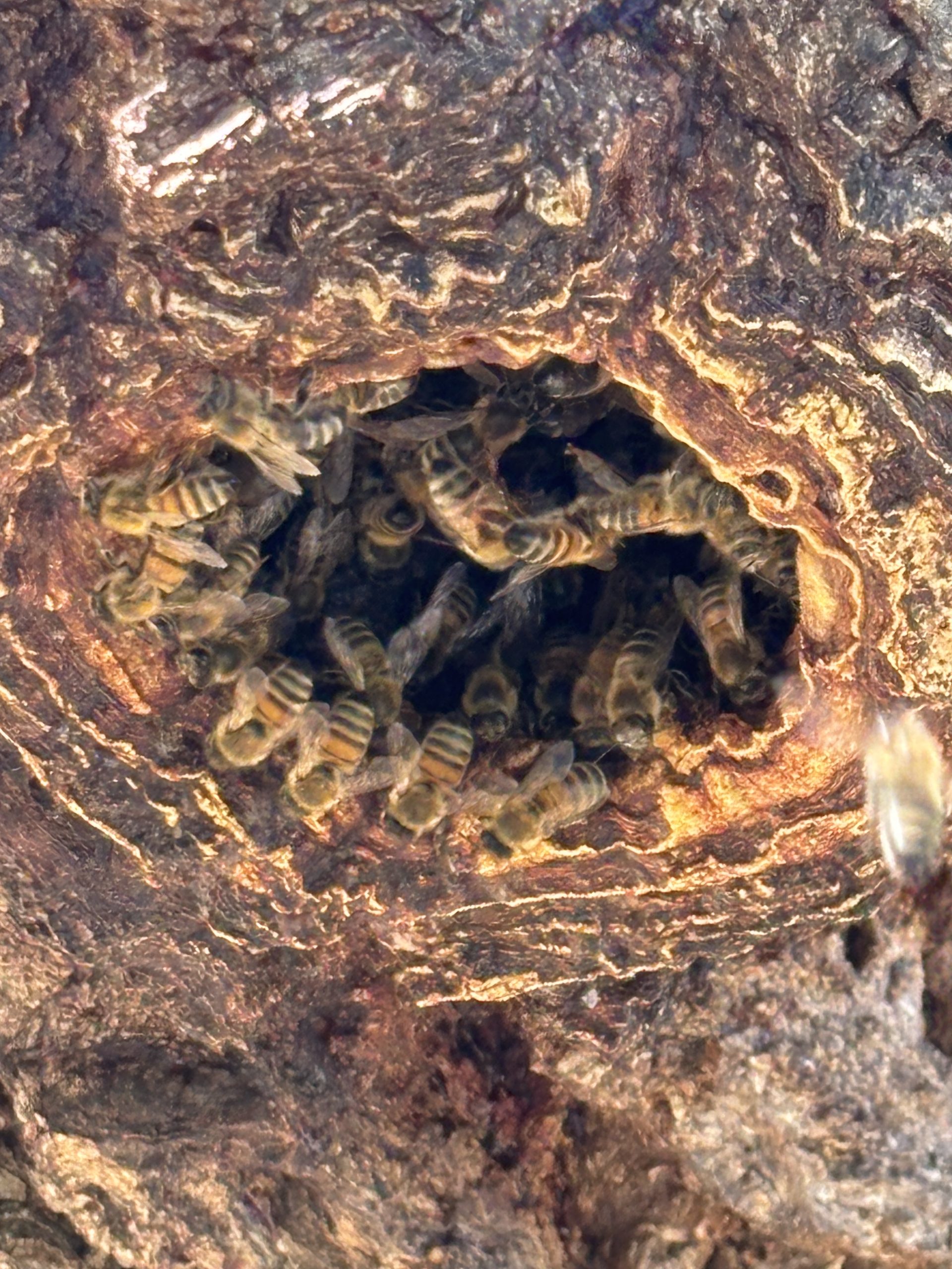 Wildbienen an einer Eiche als artenschutzrelevante Bewohner des Lebensraums Baum. Fortpflanzungsstätten, Ruhestätten, Niststätten, Baumfällung Artenschutz, Baumschnitt Artenschutz, ökologische Baubegleitung.