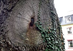 Lastanpassung Baum mit Rissbildung am Stamm. Faulstellen erkennen Baumstatik visuell eingehende Untersuchung, Baumkontrolle Methode Stammfußkontrolle Kronenansatz.