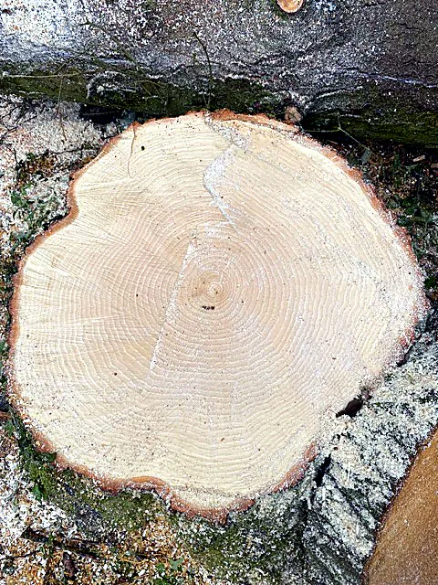 Dokumentation des Baumzustands vor Baubeginn