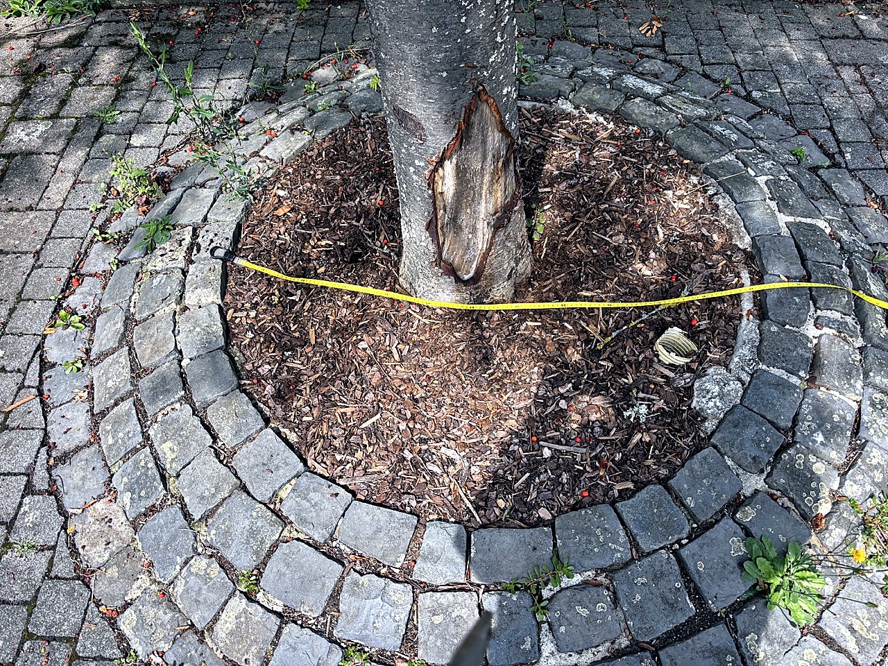 Alte Baumgrube mit verdichtetem Boden als dokumentierter Standortmangel. QField Baumkontrolle, Baumkataster Software, Baumkataster Kosten, Baumkataster Hessen, Baumkataster Dienstleister.