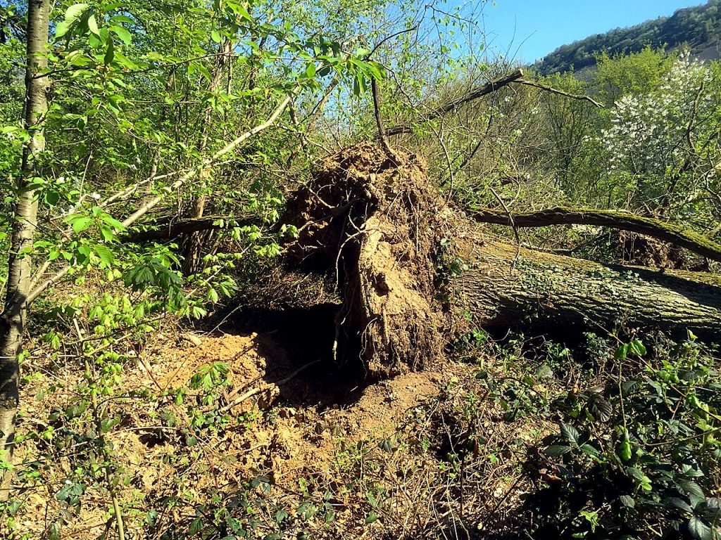 Sachverständiger Baum, Baumpfleger Verantwortung, Verkehrserwartung bei Baumkontrollen, Verkehrssicherungspflicht Baumeigentümer, Baumkontrollpflicht Grundstückseigentümer, Haftung bei Baumbruch, rechtssichere Baumkontrolle, Verkehrssicherung Bäume Dokumentation