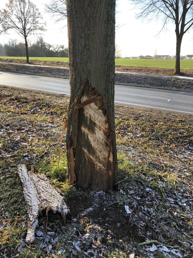 Baumstamm mit großflächiger Rindenablösung nach einem Anfahrschaden