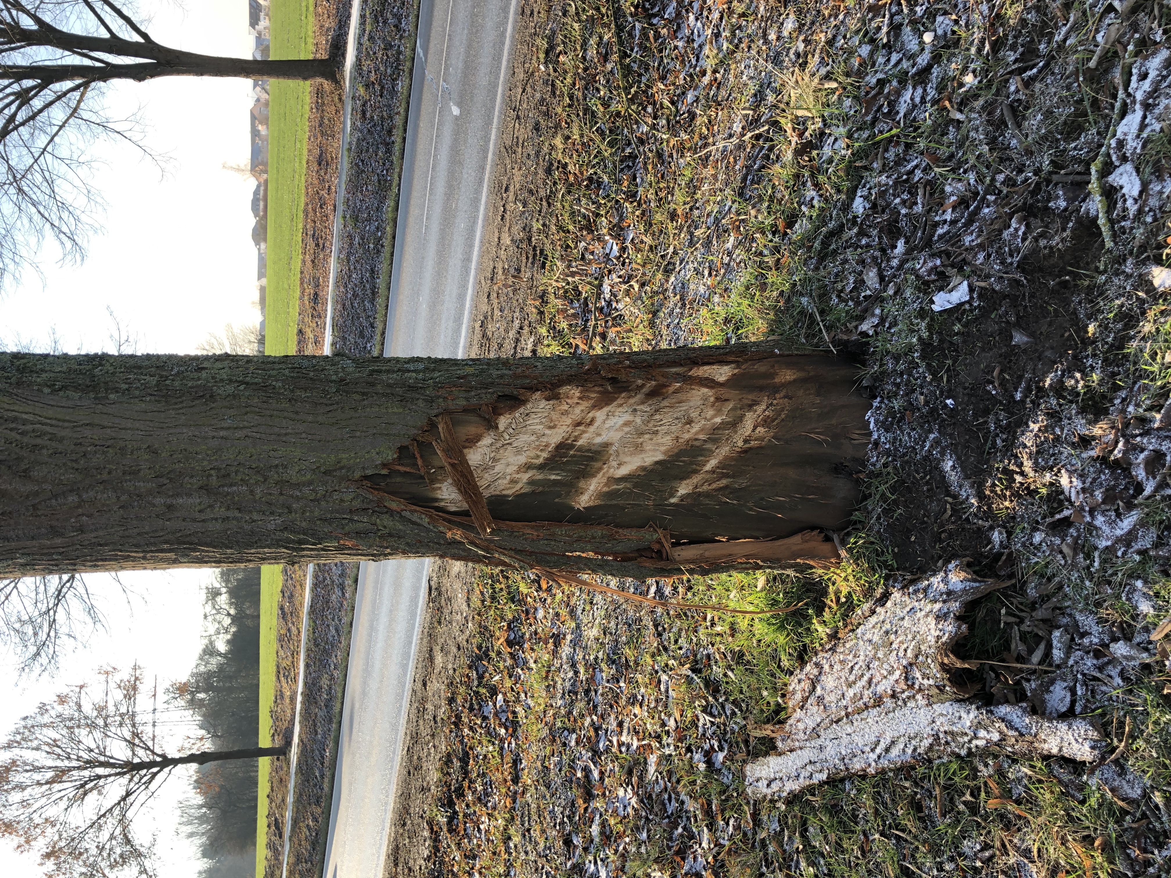 Wertminderung Baum, Totalschaden Baum, Teilbeschädigung Gehölz, Funktion eines Baumes, Standortwert Baum, Sachwertverfahren Gehölz, Wertermittlung Grundstück