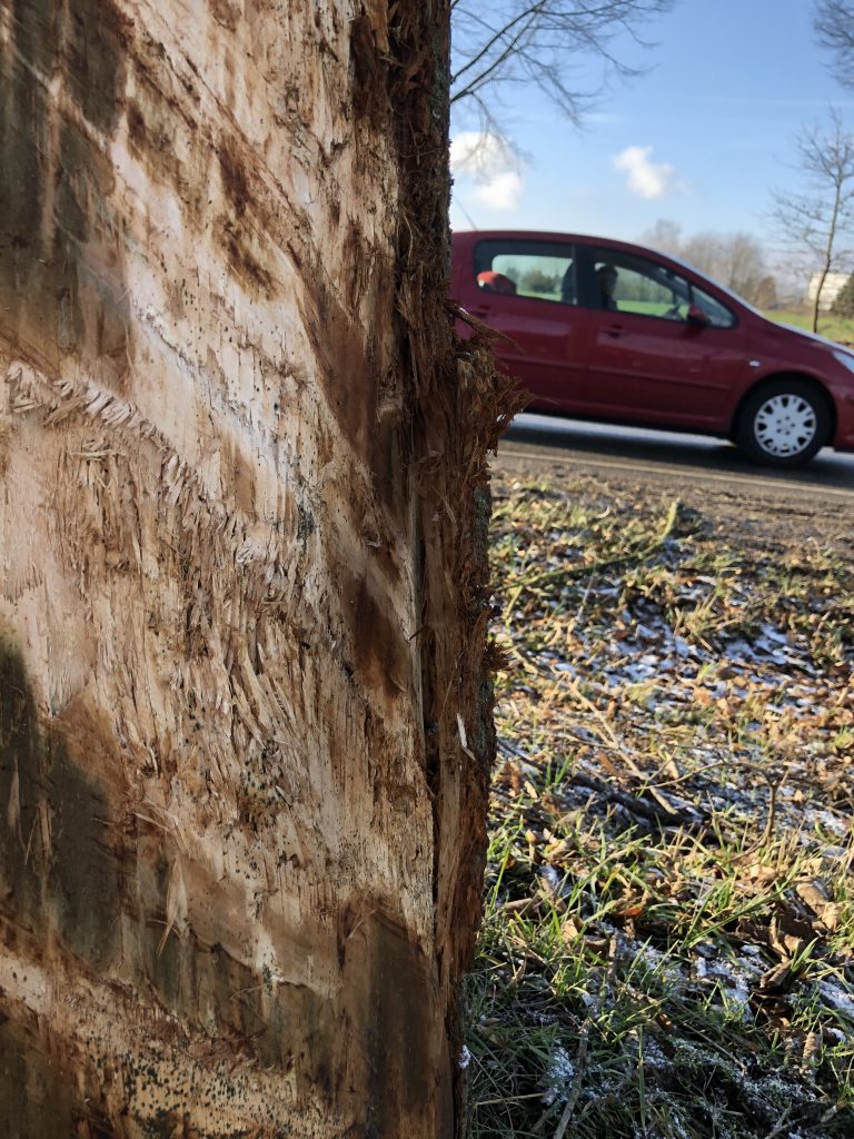 Anfahrschaden Großflächiger Rindenschaden am Baumstamm nach einem Anfahrschaden