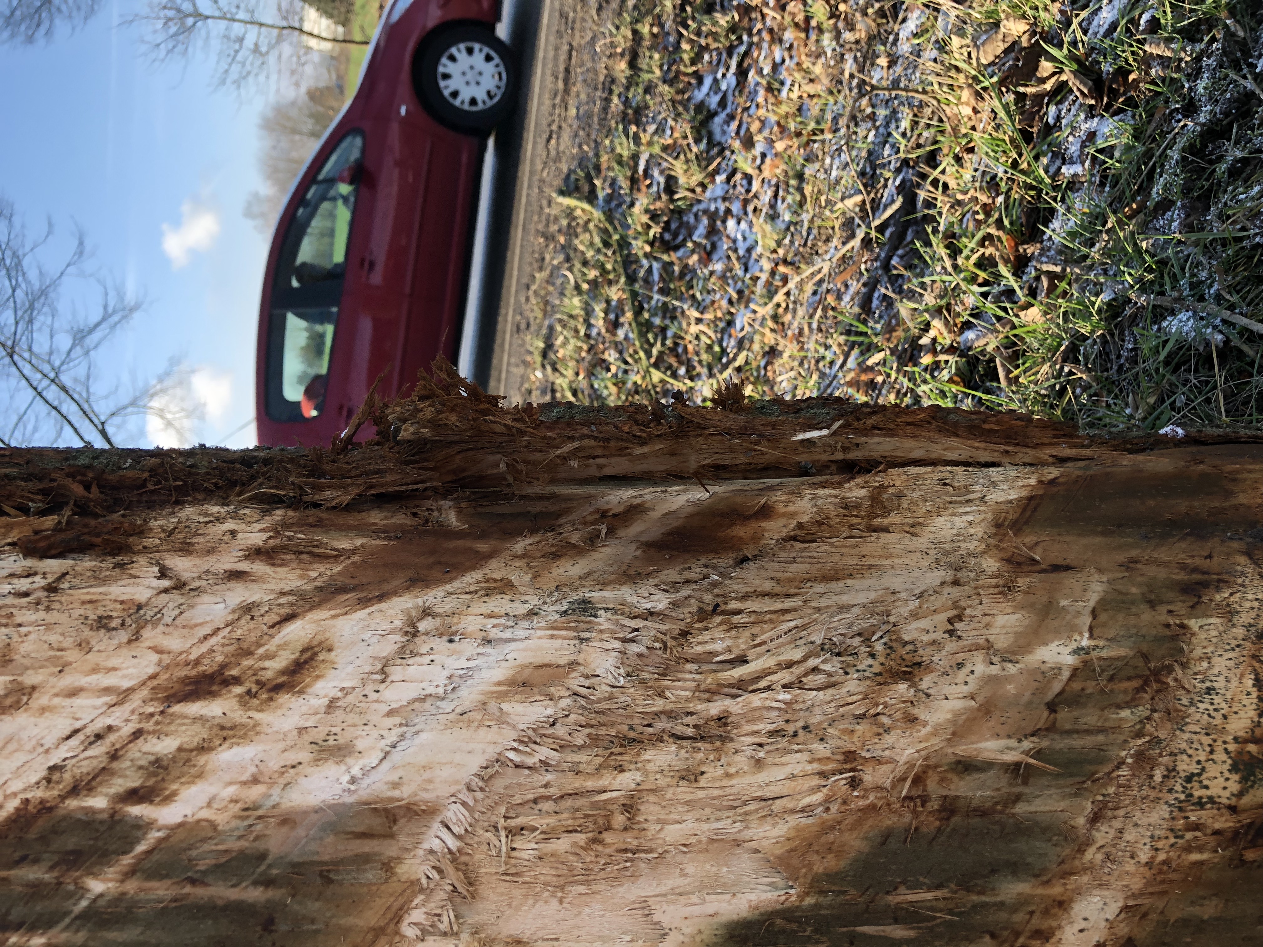 Gehölzwertermittlung, Baumwert ermitteln, Methode Koch, Gehölzwert sachverständig ermitteln, Baumschaden Wertermittlung, Schadensersatz Baum