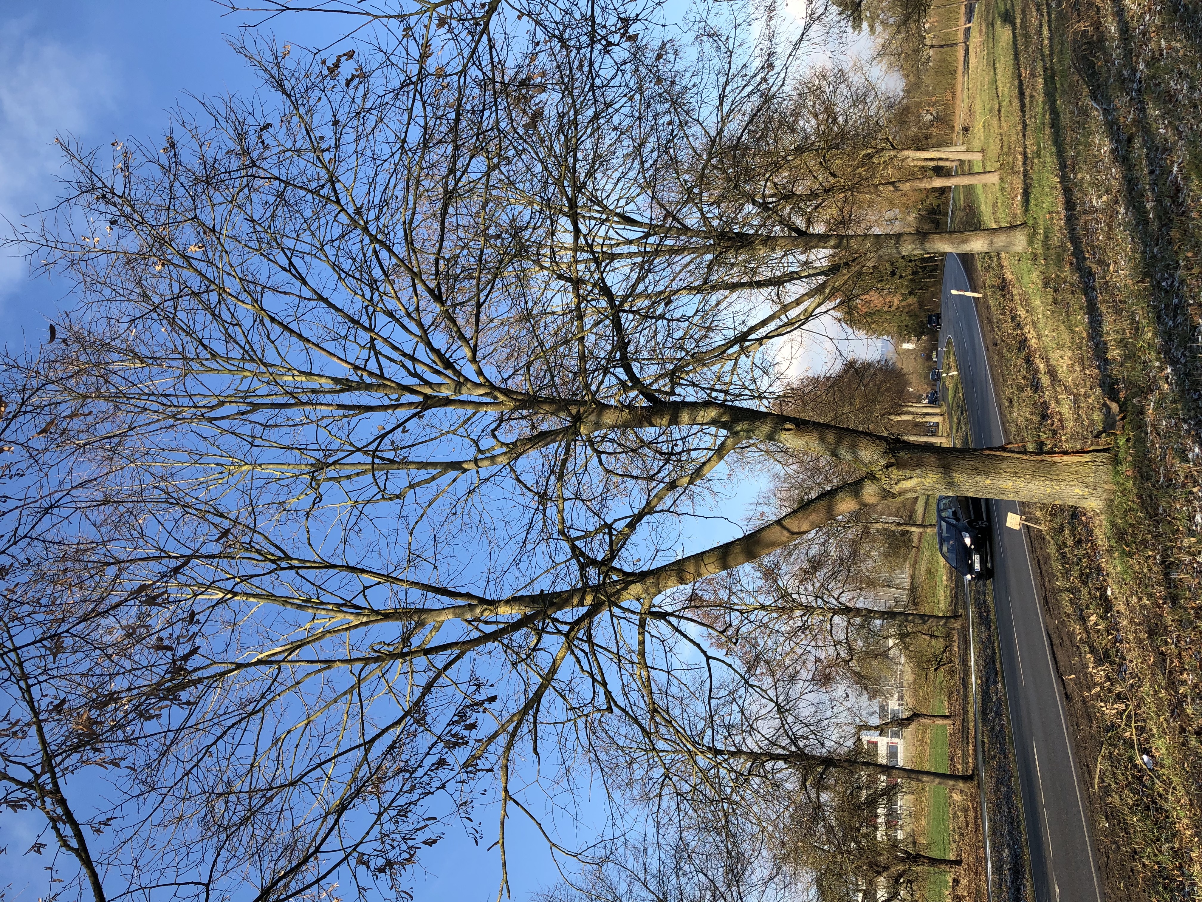 Wiederherstellungskosten Baum, Gutachten Gehölzwert, Gehölzwertermittlung Kosten, Baumwert Gutachten, Baumwert nach Methode Koch