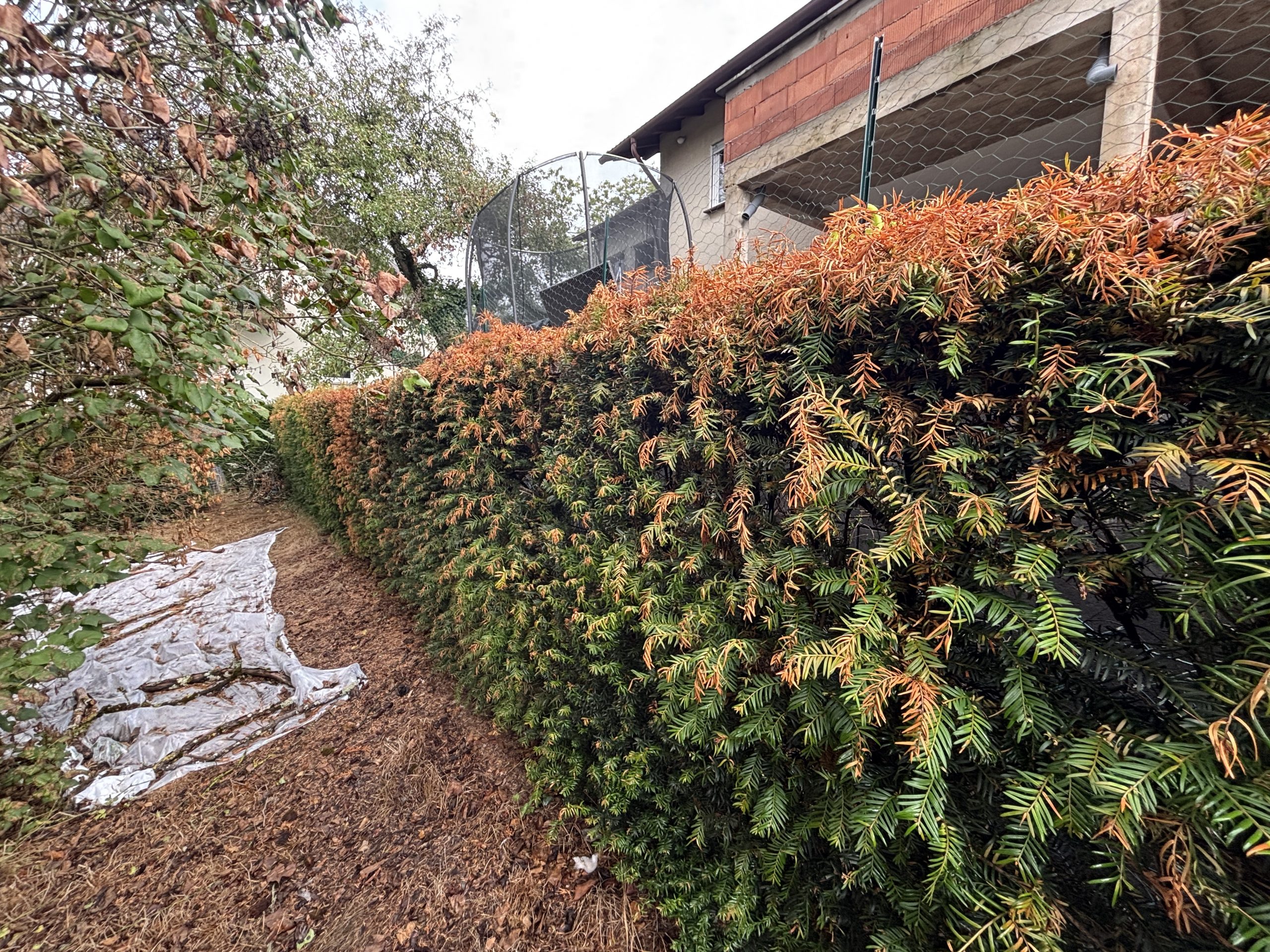 Vorgerichtliche Beratung in einem privaten Garten in Wetzlar vor einer teilweise braun verfärbten Eibenhecke entlang der Grundstücksgrenze