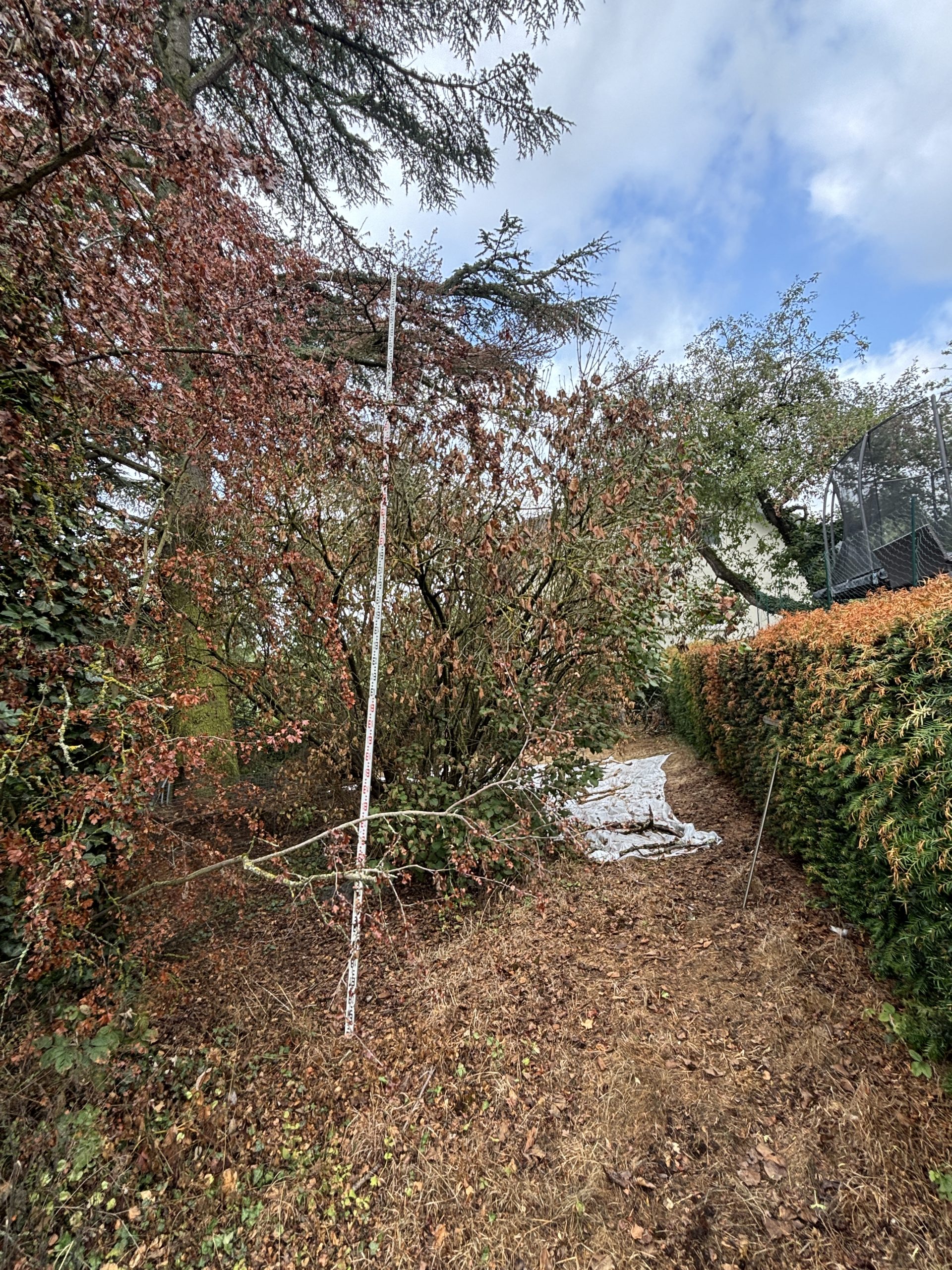 Bäume und Hecken in einem Garten an einer Grundstücksgrenze