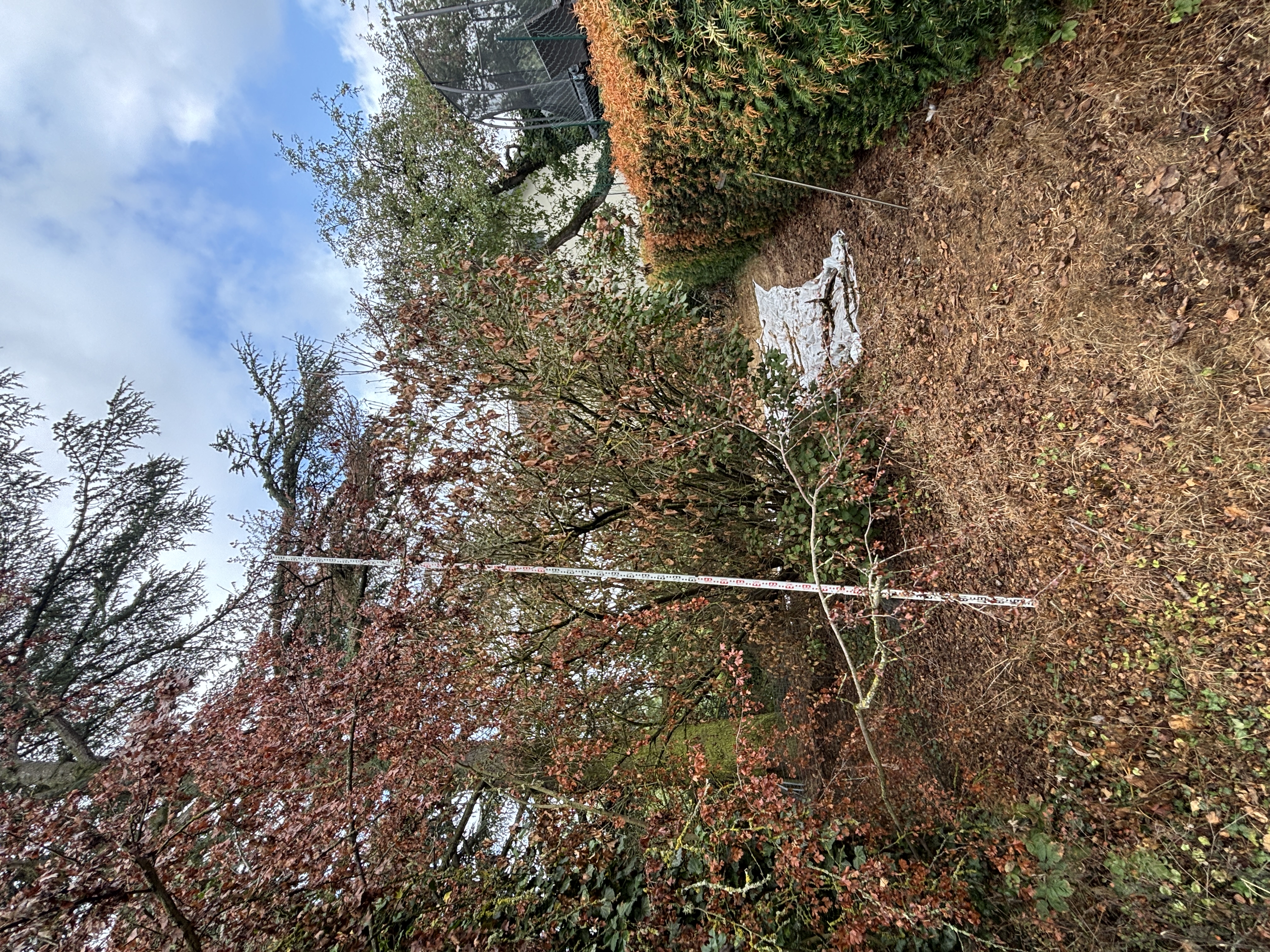 Vorgerichtliche Beratung Bäume, Nachbarschaftsstreit Baum, Grenzbaum Streit, Überhang Äste, Wurzeln Nachbargrundstück, Baumschaden Nachbar, fachliche Stellungnahme, Beweissicherung Baum, Baumrecht Beratung, Rückschnitt Streit, Baumfunktion Gutachten, außergerichtliche Einigung.