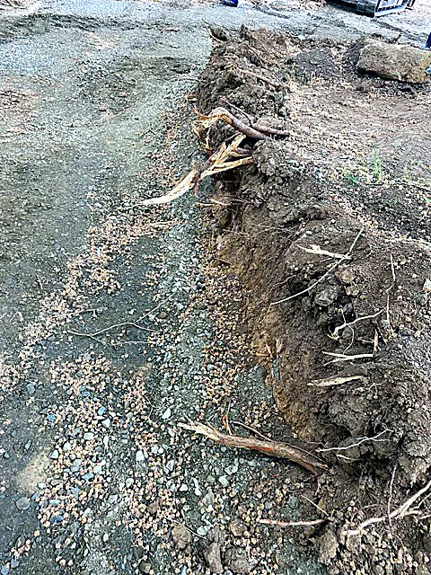 Geschützter Wurzelraum eines Baumes während einer Baumaßnahme