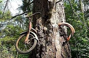  Baumkontrolle Limburg Kraus für eine professionelle Baumkontrolle. Baumkontrolle in Limburg beauftragen. Professionelle Baumkontrolle beauftragen.
