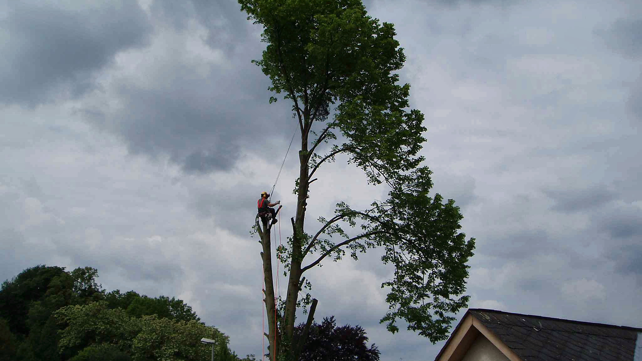 Abschnittsweise Abtragung eines hohen Laubbaums mit Seilklettertechnik. Mängel Baumpflege, Ausführungskontrolle Baum, Totholzentfernung prüfen, Kroneneinkürzung prüfen, Baumpflege Ausschreibung, Leistungsabnahme,