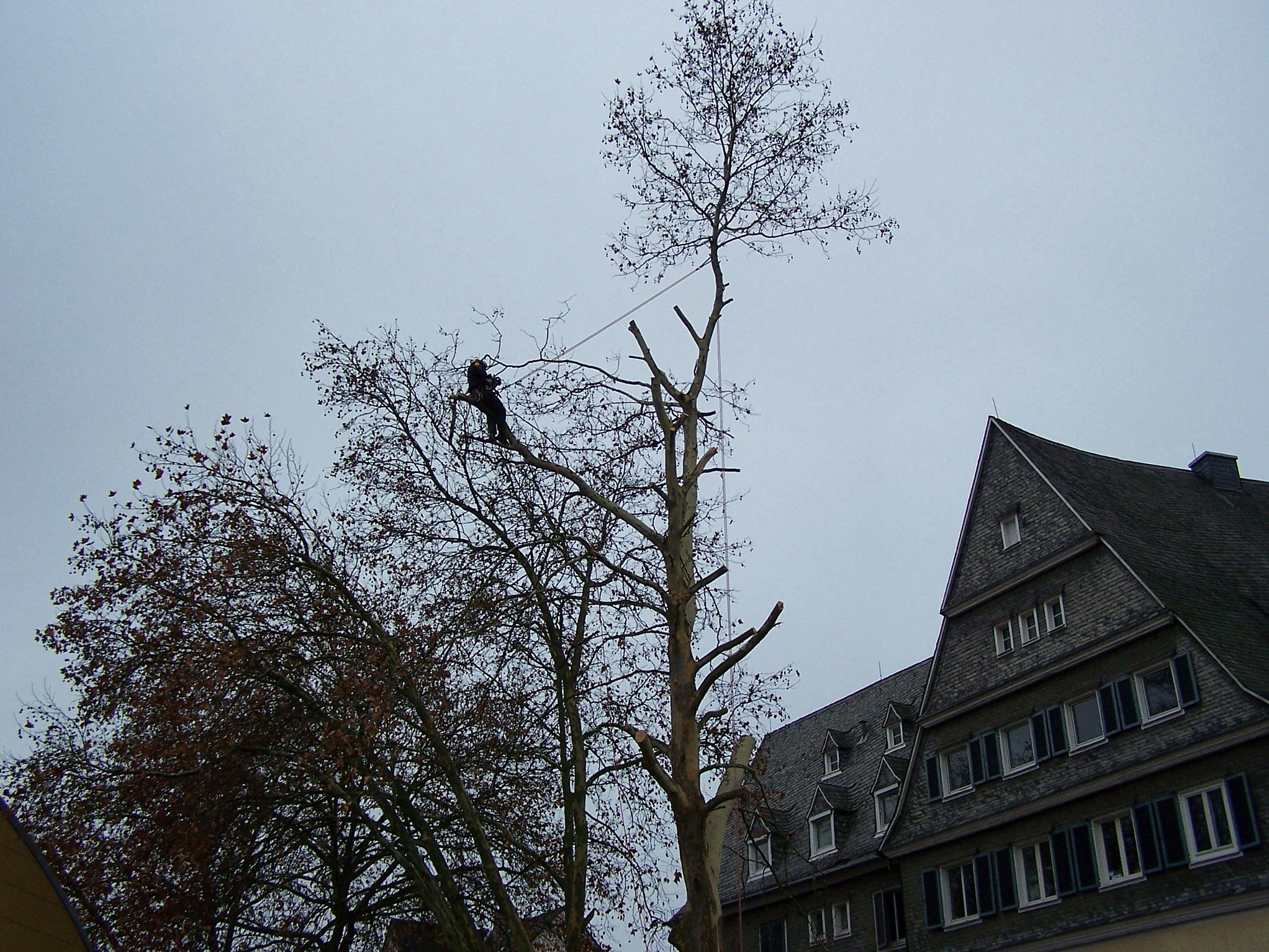 Kontrolle von Baumpflegearbeiten Baumpflege Qualitätskontrolle Abnahme Baumpflegearbeiten, Schnittführung Baum ZTV-Baumpflege Kronenpflege kontrollieren,
