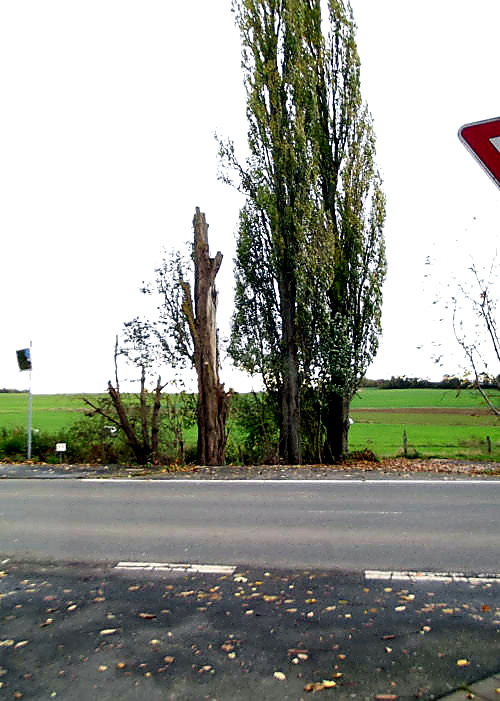 Gekürzte Pappeln an einer Landstraße als dokumentierter Ausgangszustand. Beweissicherung an Bäumen sind wichtig!