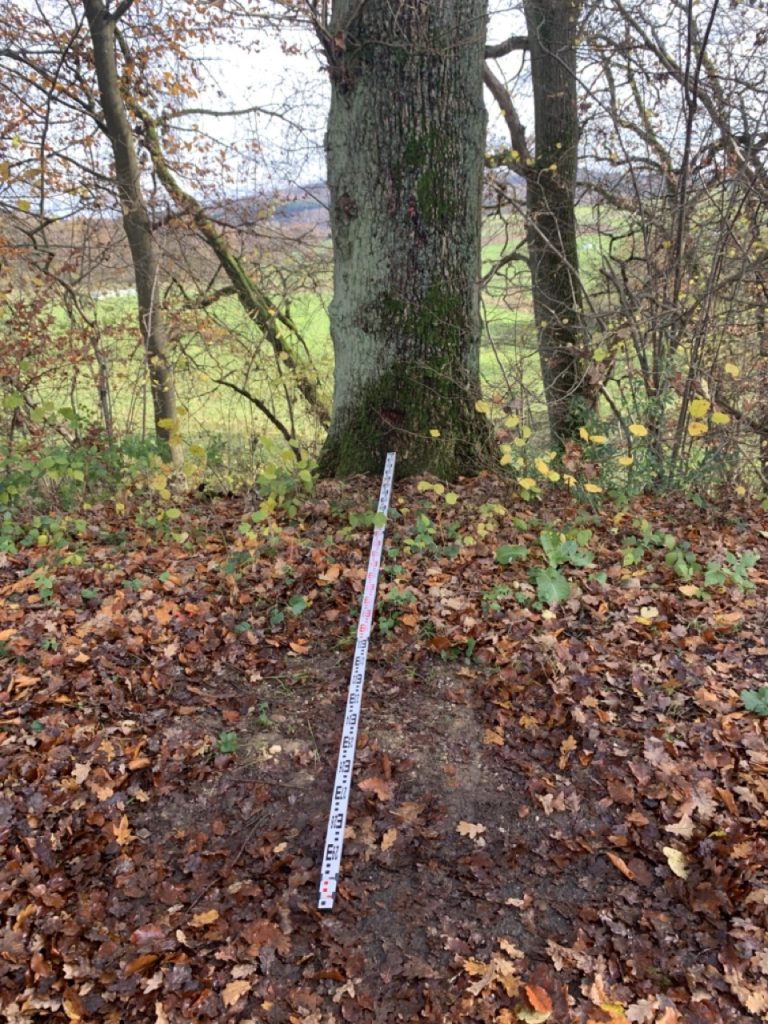 Untersuchte Stieleiche bei der Aufnahme der Baumdimensionen nach Leitungsarbeiten im Wurzelbereich als Fallbeispiel Wurzelschäden.