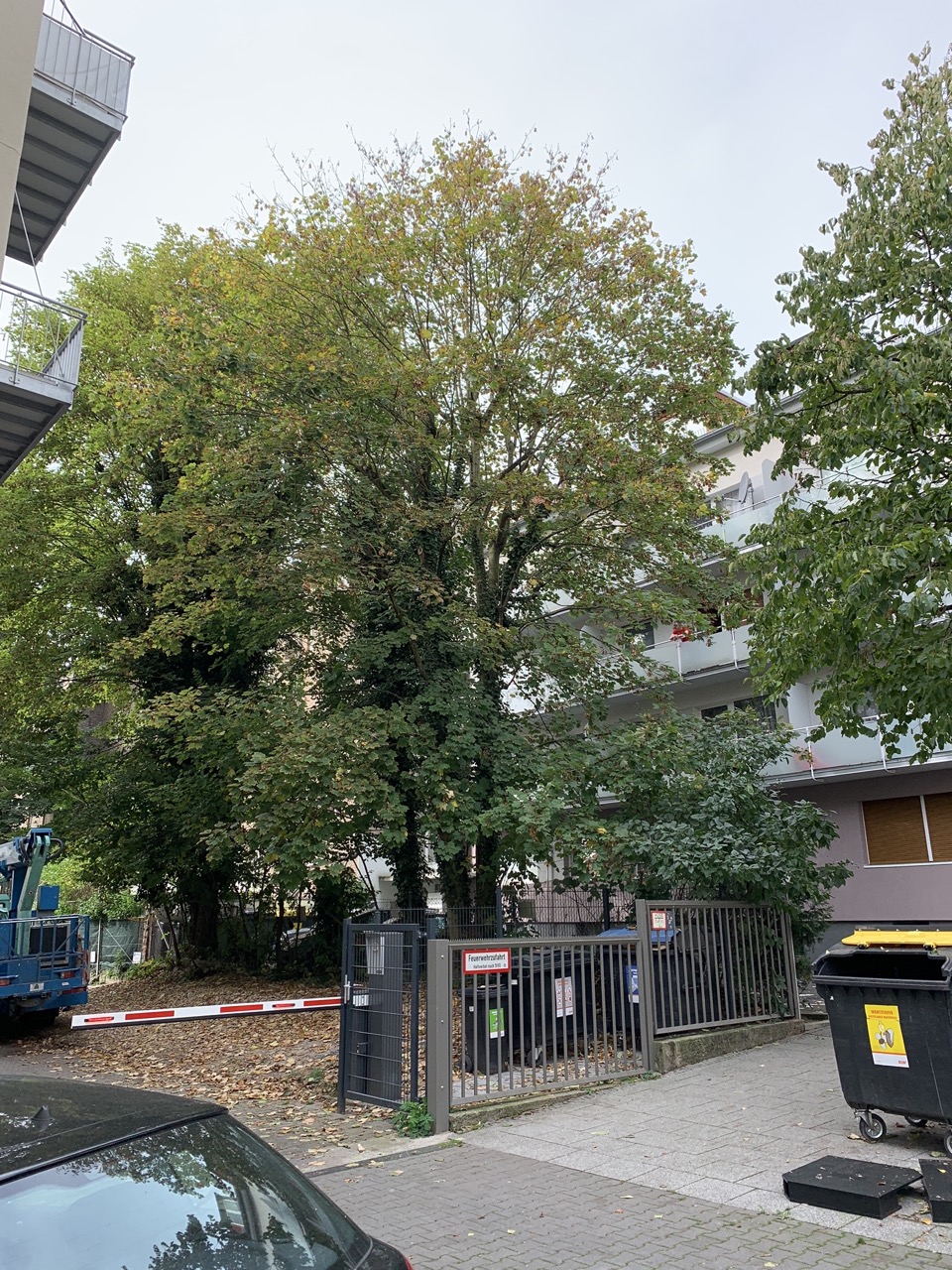 Großer Ahorn neben einem Wohngebäude ohne besondere Ortsbildwirkung