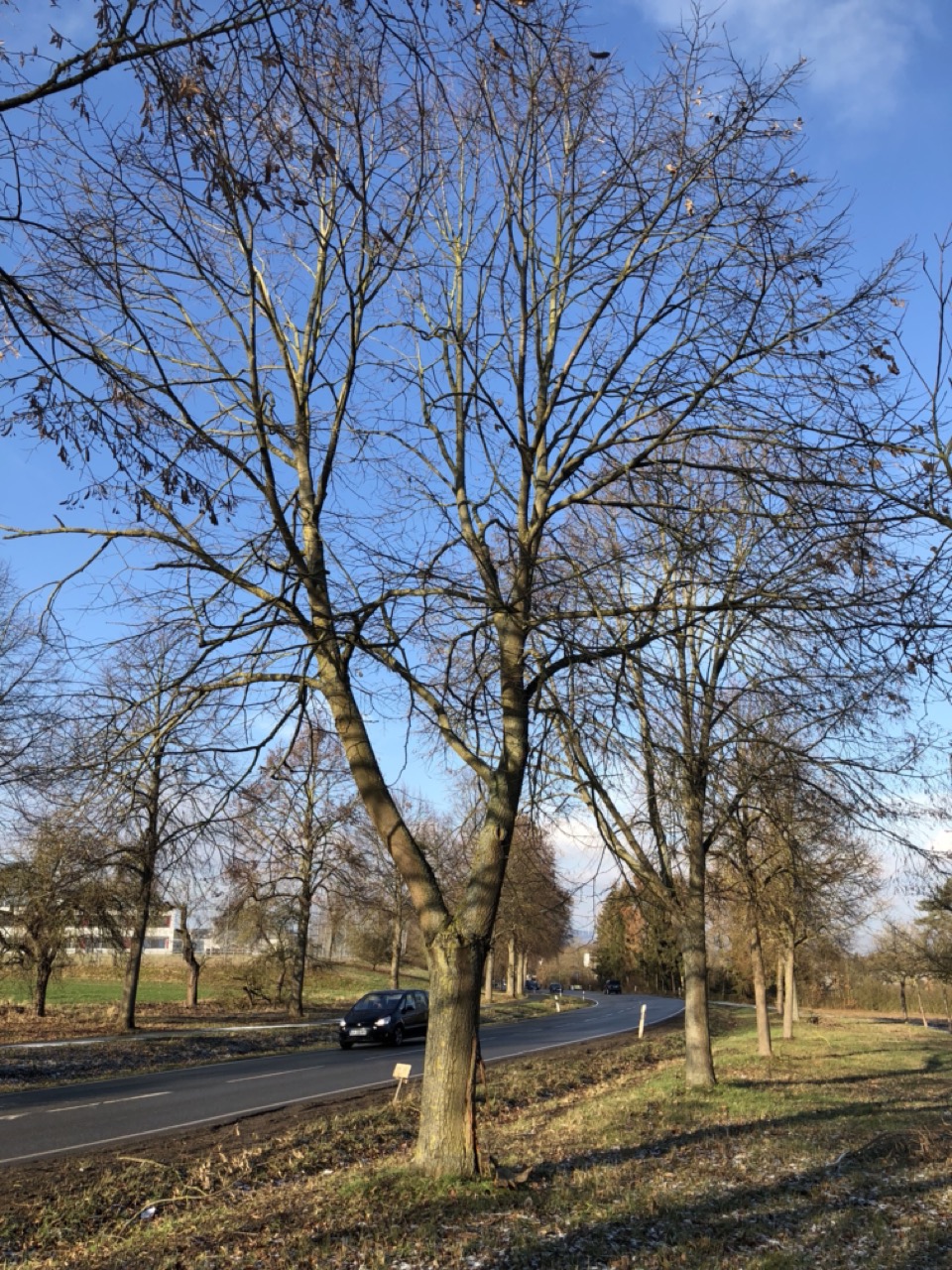 Alleebäume entlang einer Straße im Winter