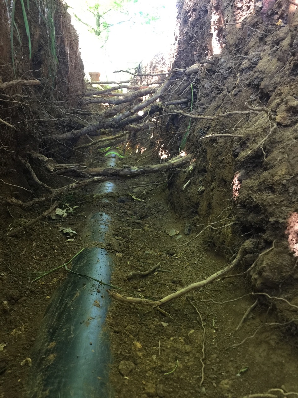 Gasleitung mit unmittelbar angrenzenden Baumwurzeln als Beispiel für einen Baum-Leitungs-Konflikt.