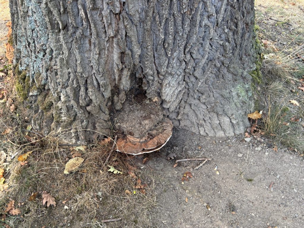 Baumstamm mit Pilz und Erde