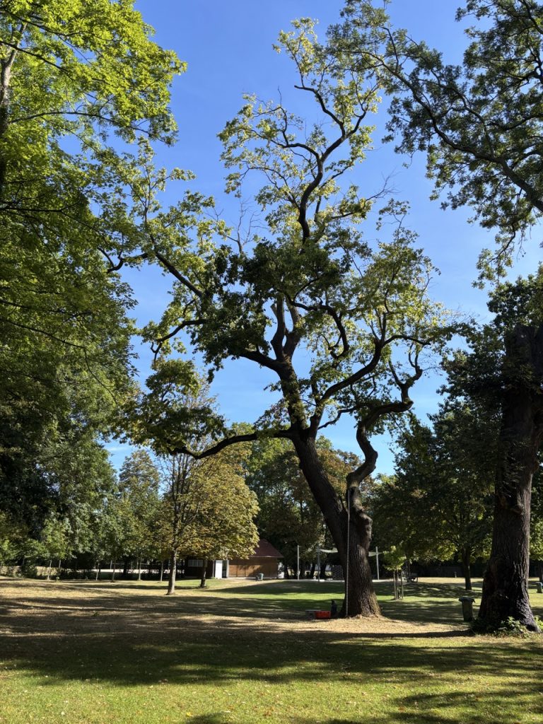 Ein Baum unter blauem Himmel.