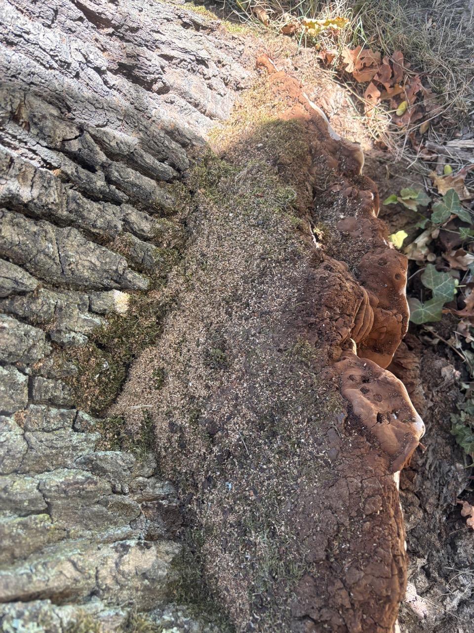 Stammfuß einer alten Eiche mit Pilzfruchtkörpern als Hinweis auf einen fortgeschrittenen Holzabbau.