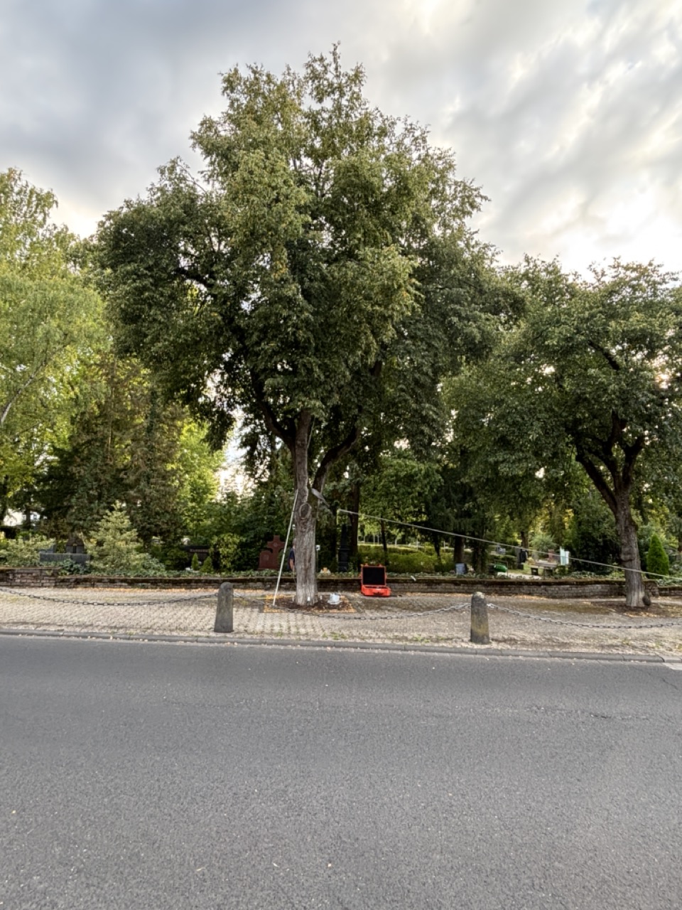 Große Linde am Straßenrand als räumlich wirksamer Einzelbaum