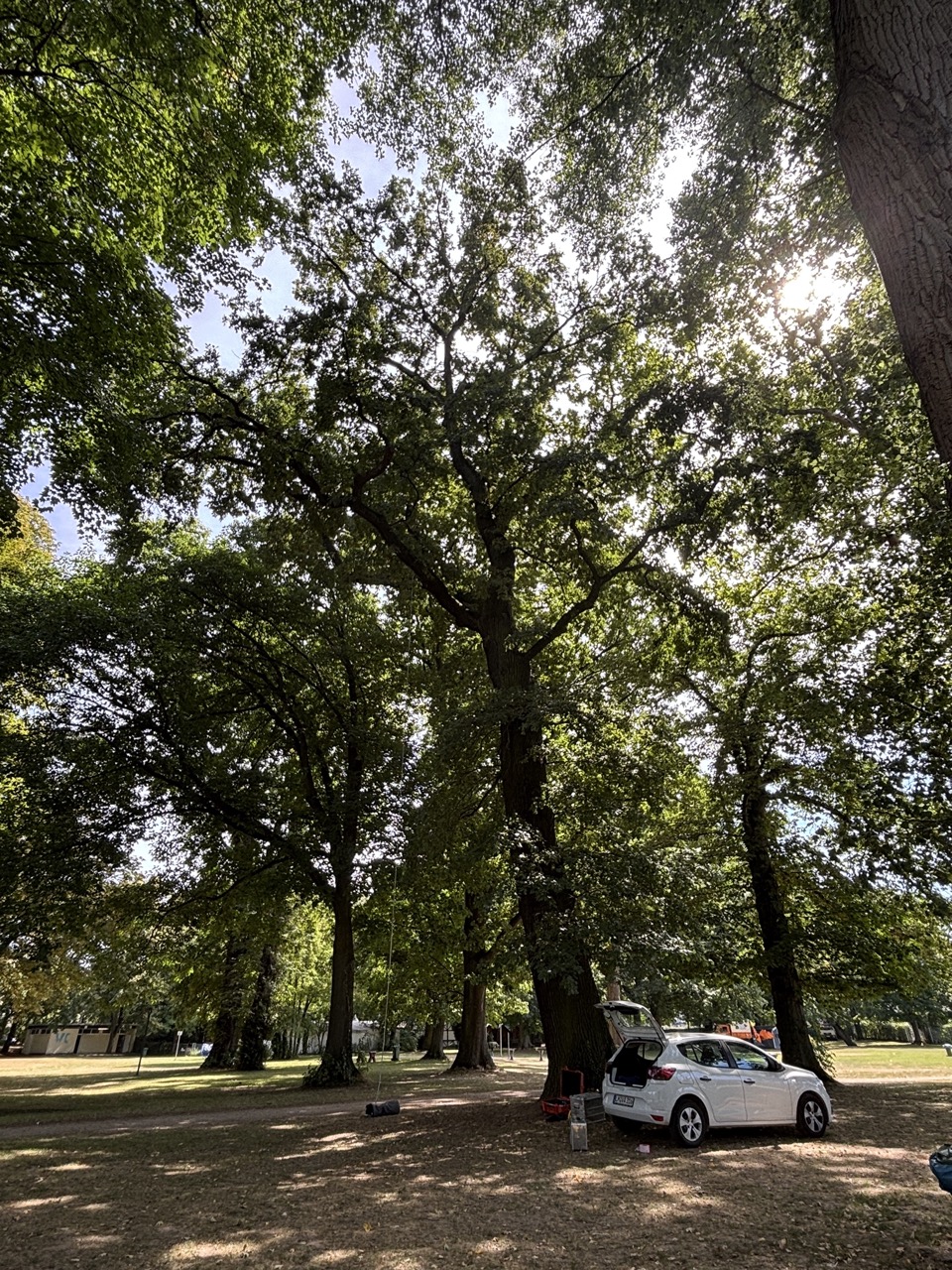 Mehrere große alte Laubbäume in einem weitläufigen Parkbestand