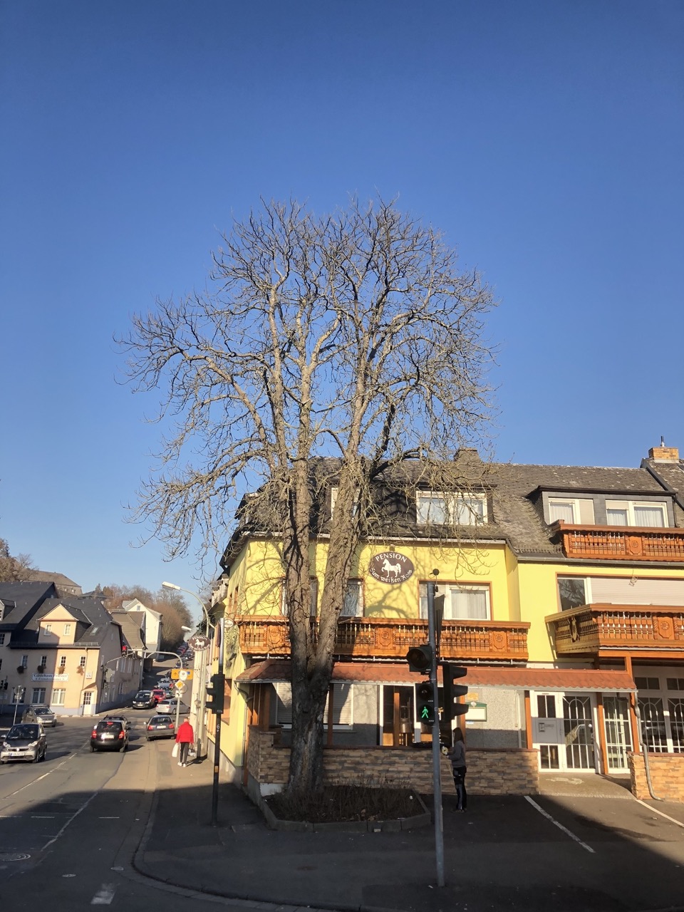 Große unbelaubte Kastanie vor einem gelben Gebäude an einer Straßenkreuzung