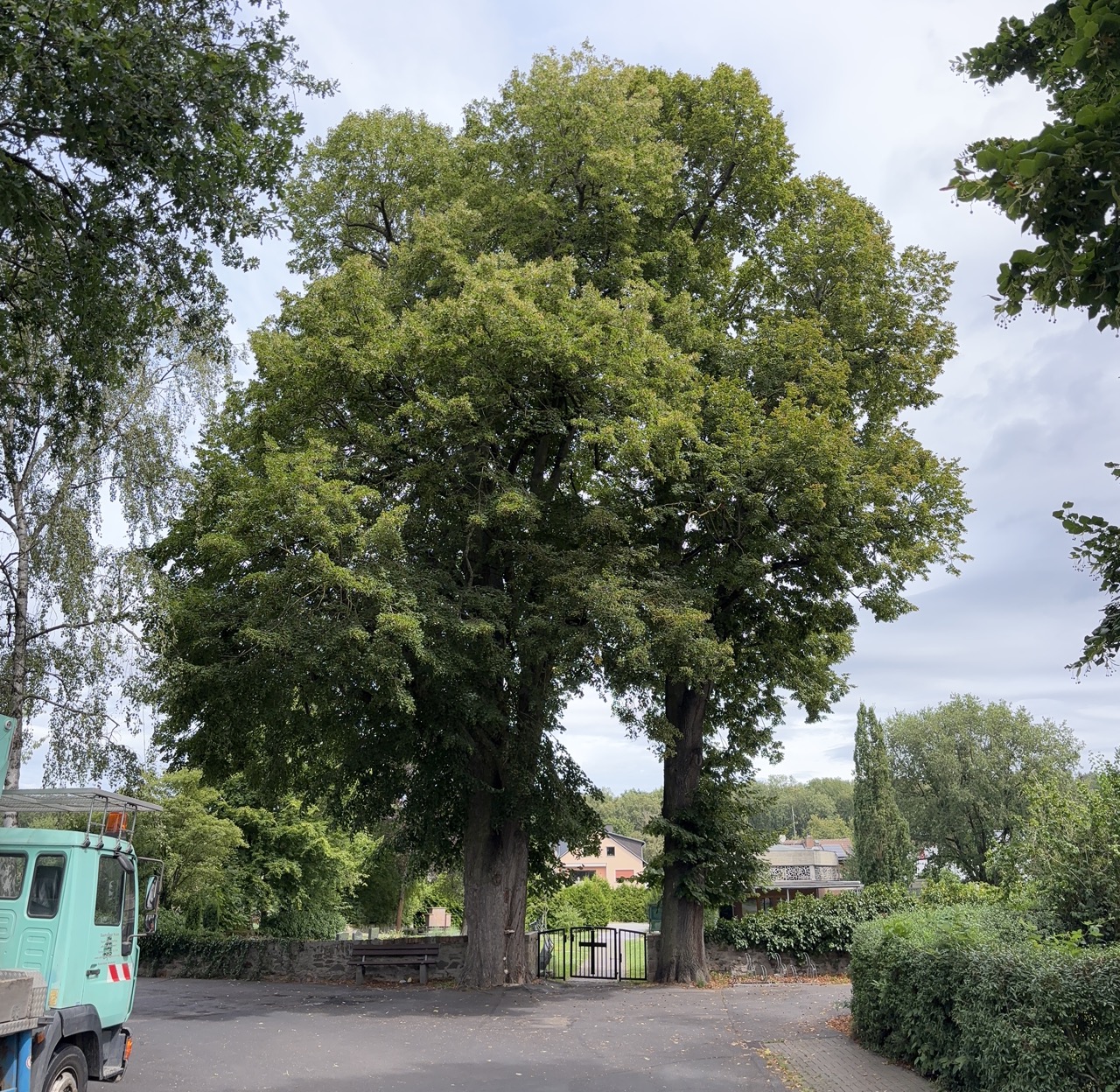 Zwei ortsbildprägende Linden im Landschaftsraum