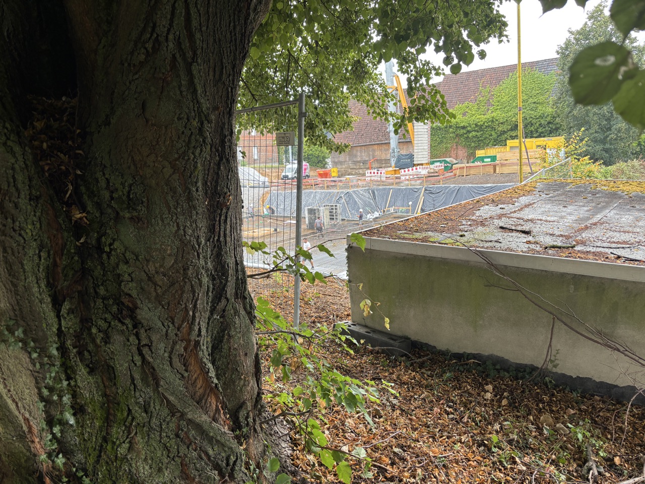 Winterlinde unmittelbar neben dem vorgesehenen Arbeitsbereich der Baustelle.