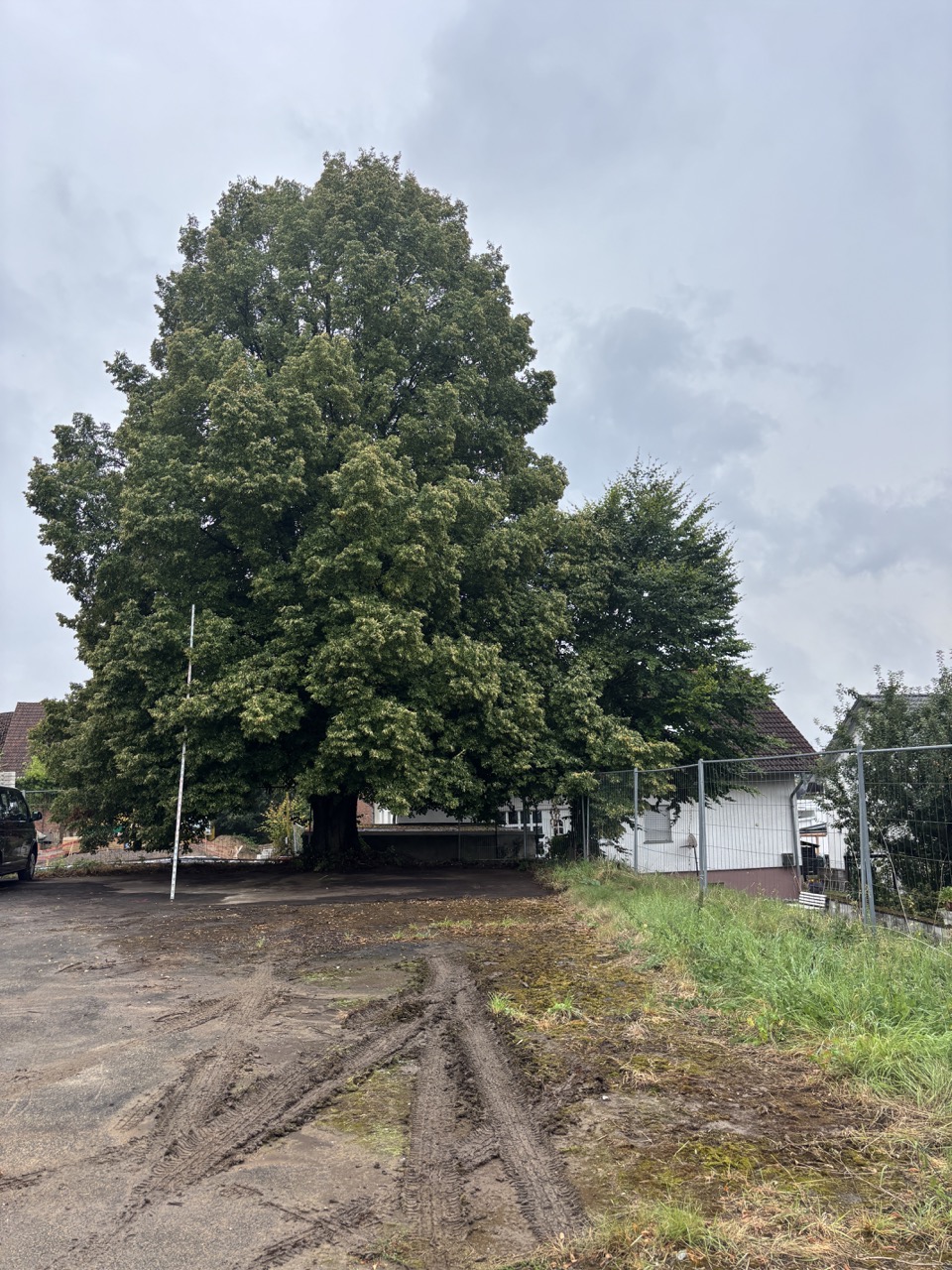 Erhaltenswerte Winterlinde zwischen bestehender Parkplatzfläche und geplantem Bauvorhaben.