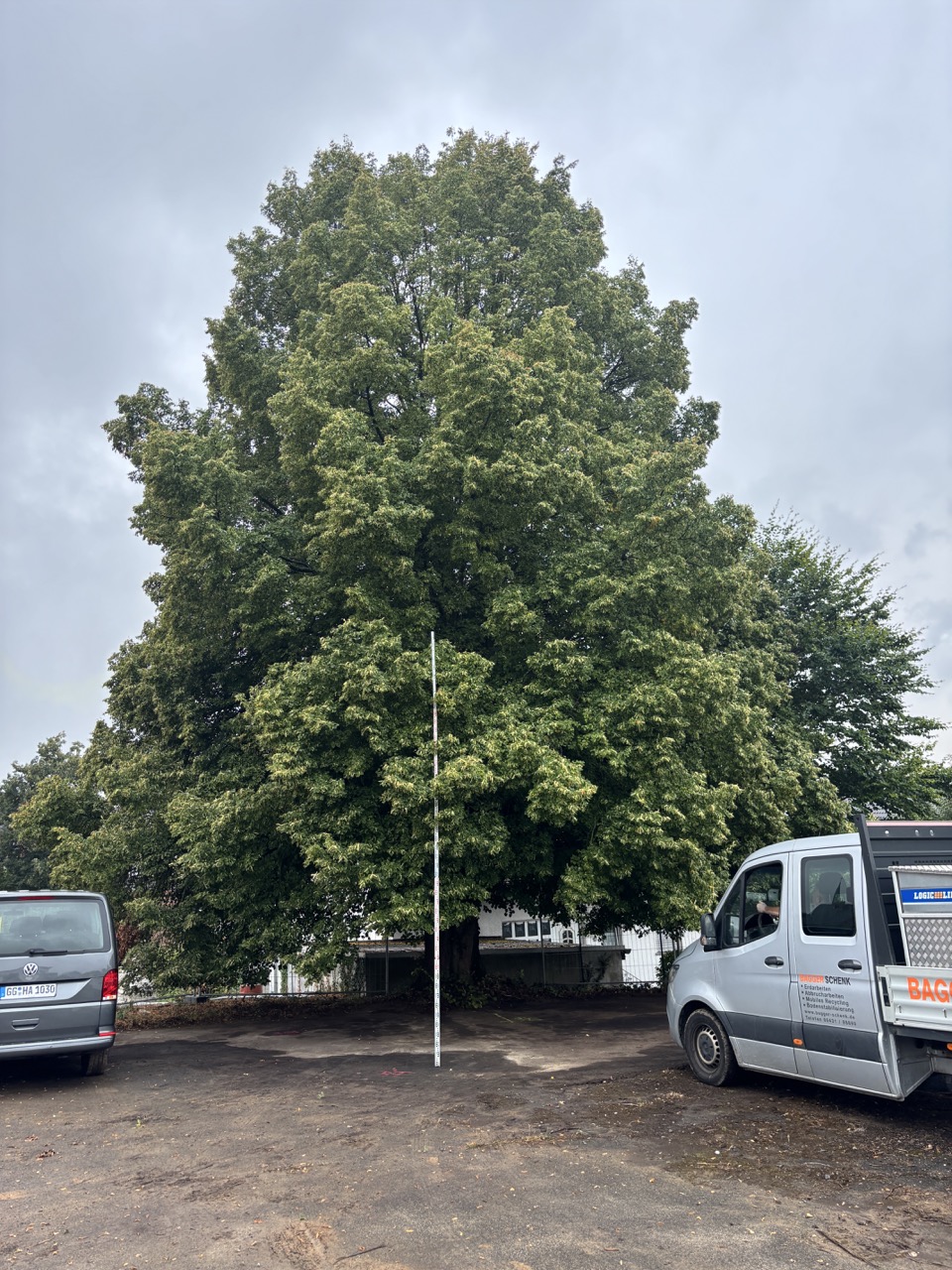 Große Winterlinde auf dem Baugrundstück vor Beginn der eigentlichen Bauarbeiten.