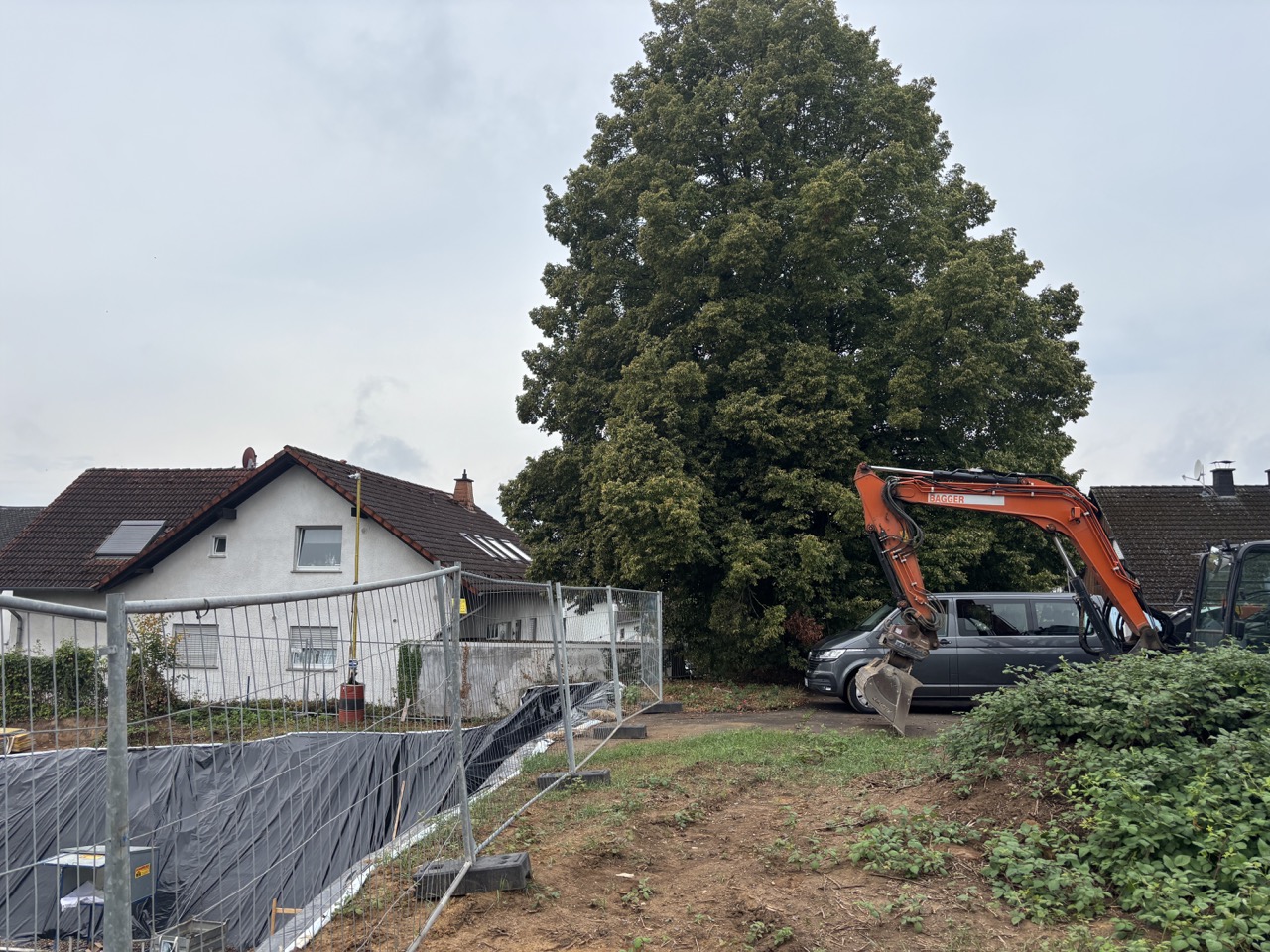 Große Winterlinde unmittelbar neben der vorbereiteten Baugrube eines Bauvorhabens. Fallbeispiel Baumschutz.